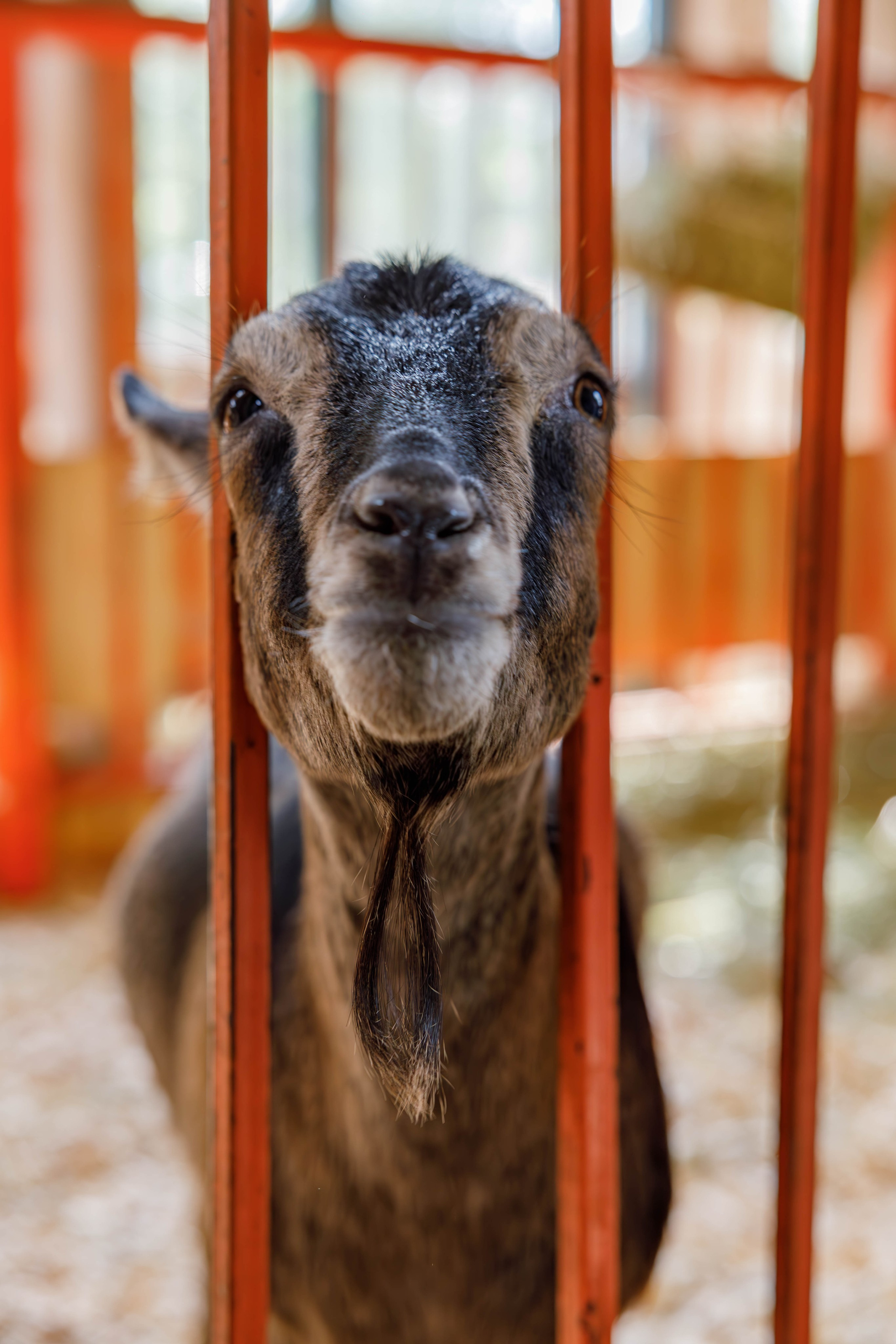 Экскурсия на ферму (ВДНХ). Фотограф Булдакова Екатерина