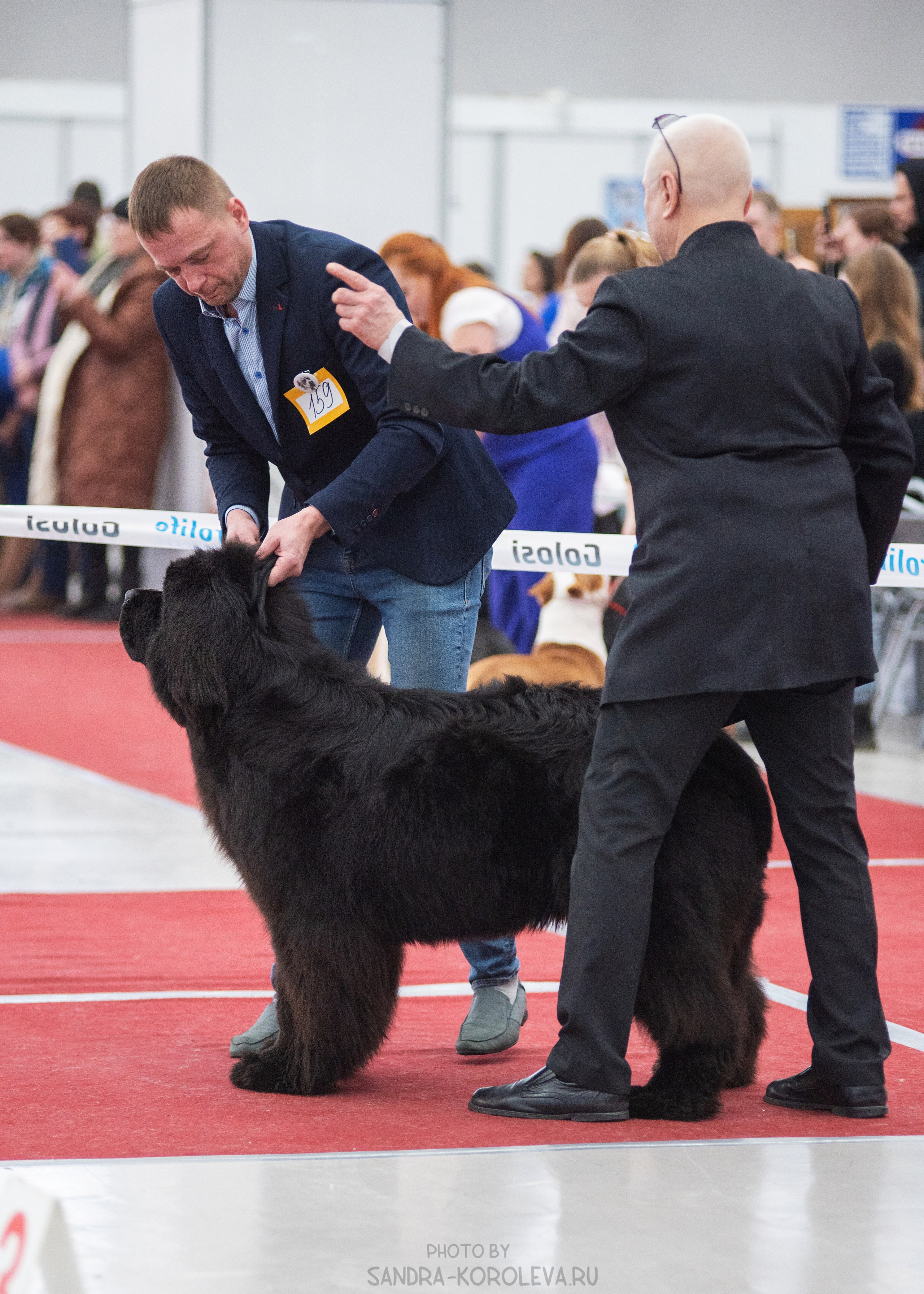 Выставка собак тюмень 14.01.2023. Дог-фотограф в Тюмени Александра Королева