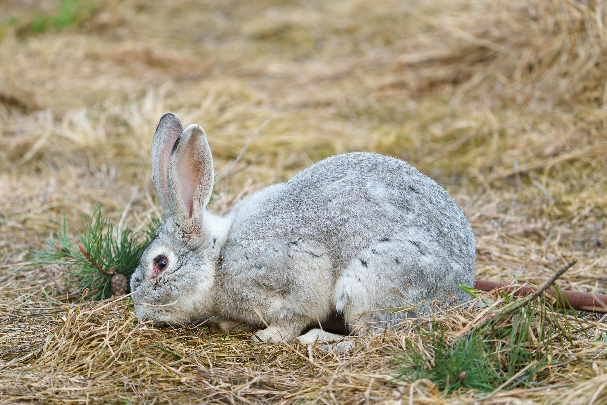 Животные. Ваш личный фотограф Марина Волкова