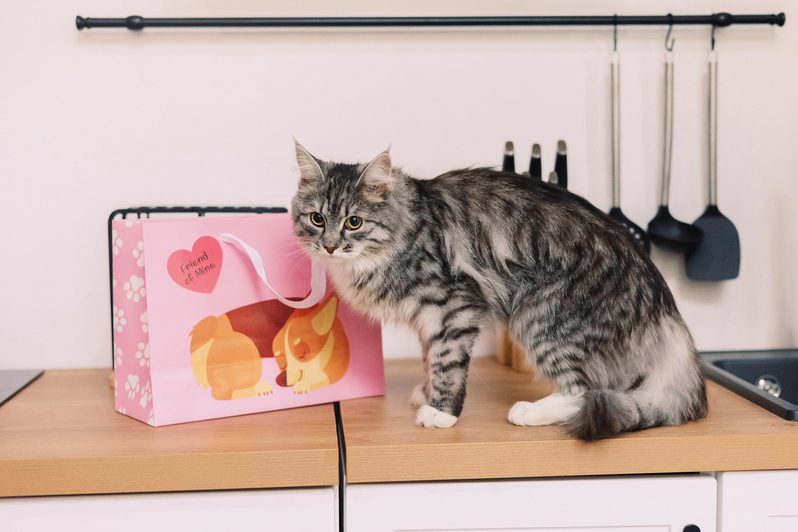 Магазин Friend of mine. Фотограф-анималист Елена Радченко, Москва