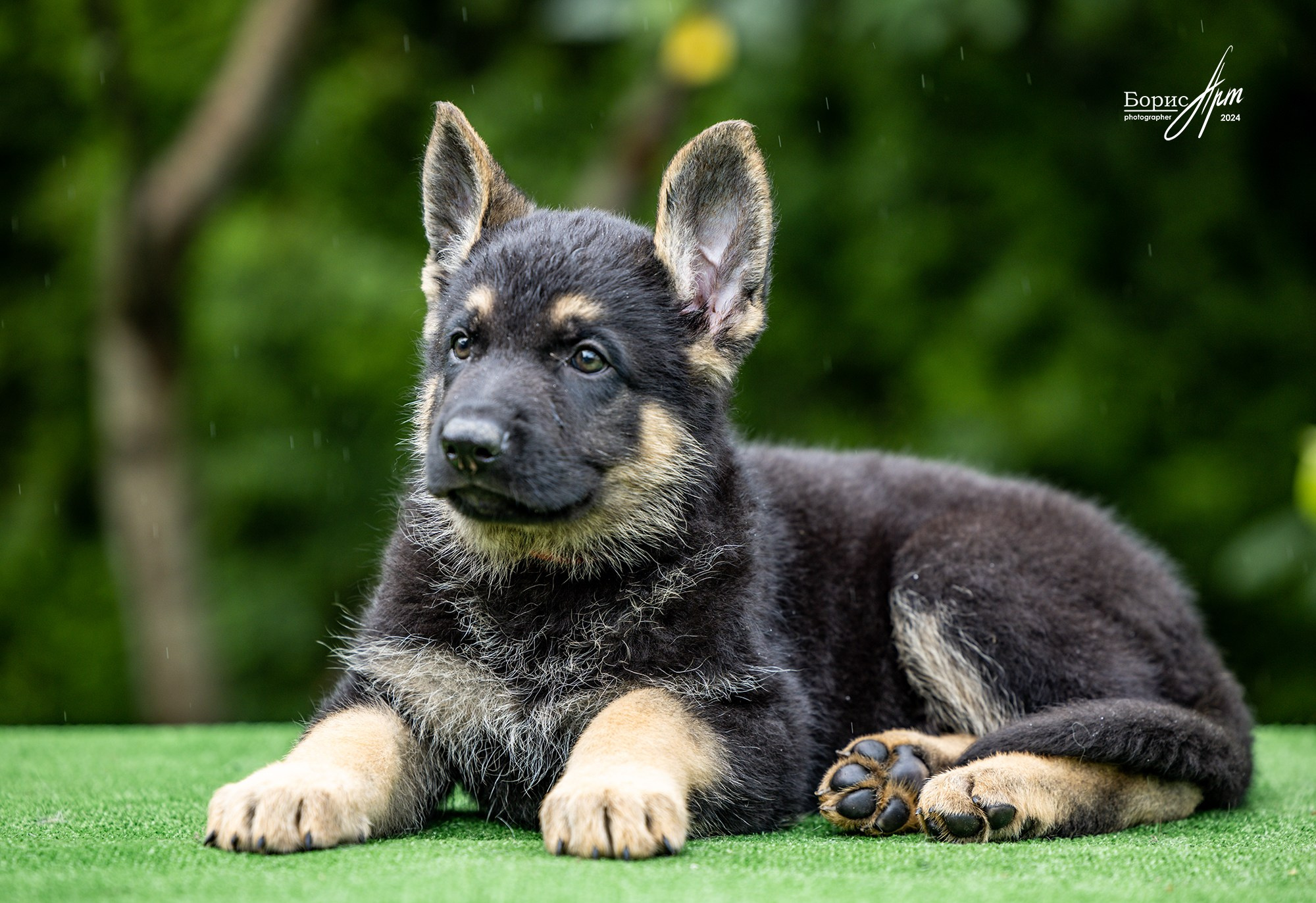 ВЕО ЩЕНКИ. Борис Артамонов фотограф — анималист. Москва