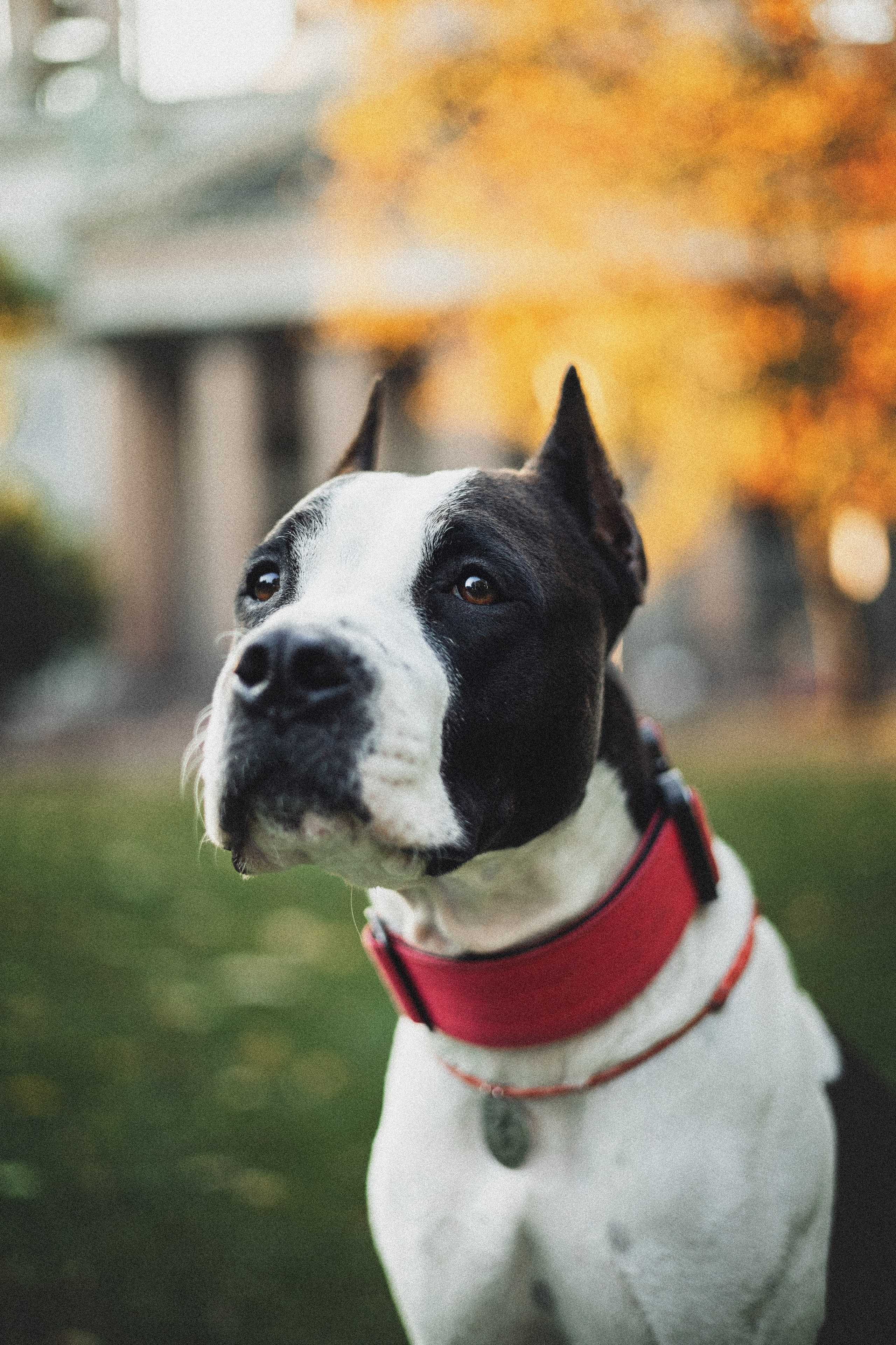Фотопрогулки. Фотограф для людей и их питомцев Вика Шальнева