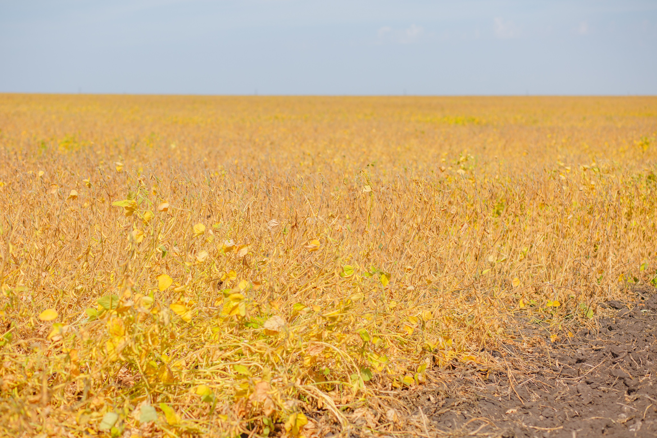 Агротерра. Фотограф Яков Поспехов