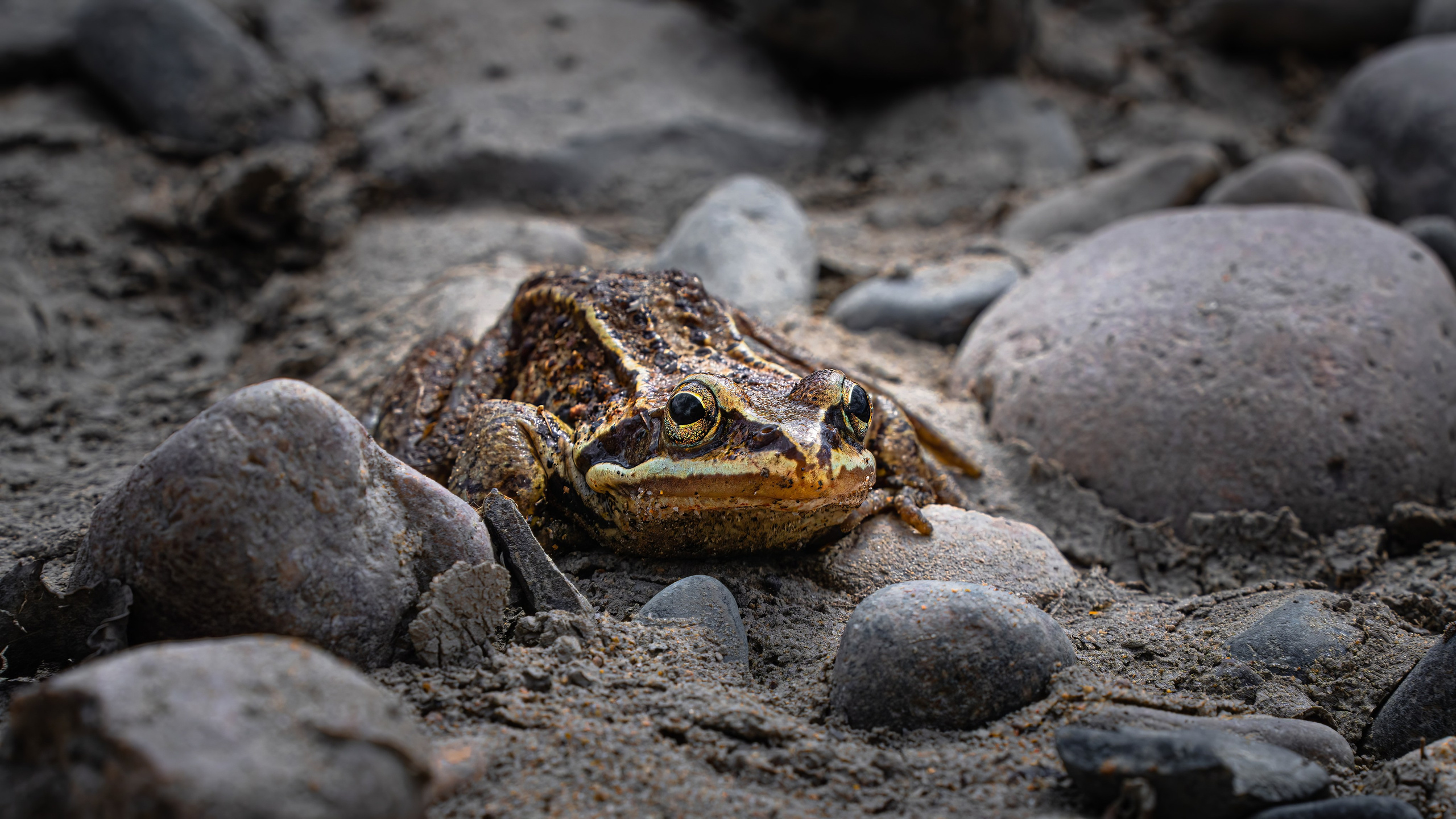 Портфолио. Фотограф и видеограф, видеомонтаж в Амурской области Игорь Иванов