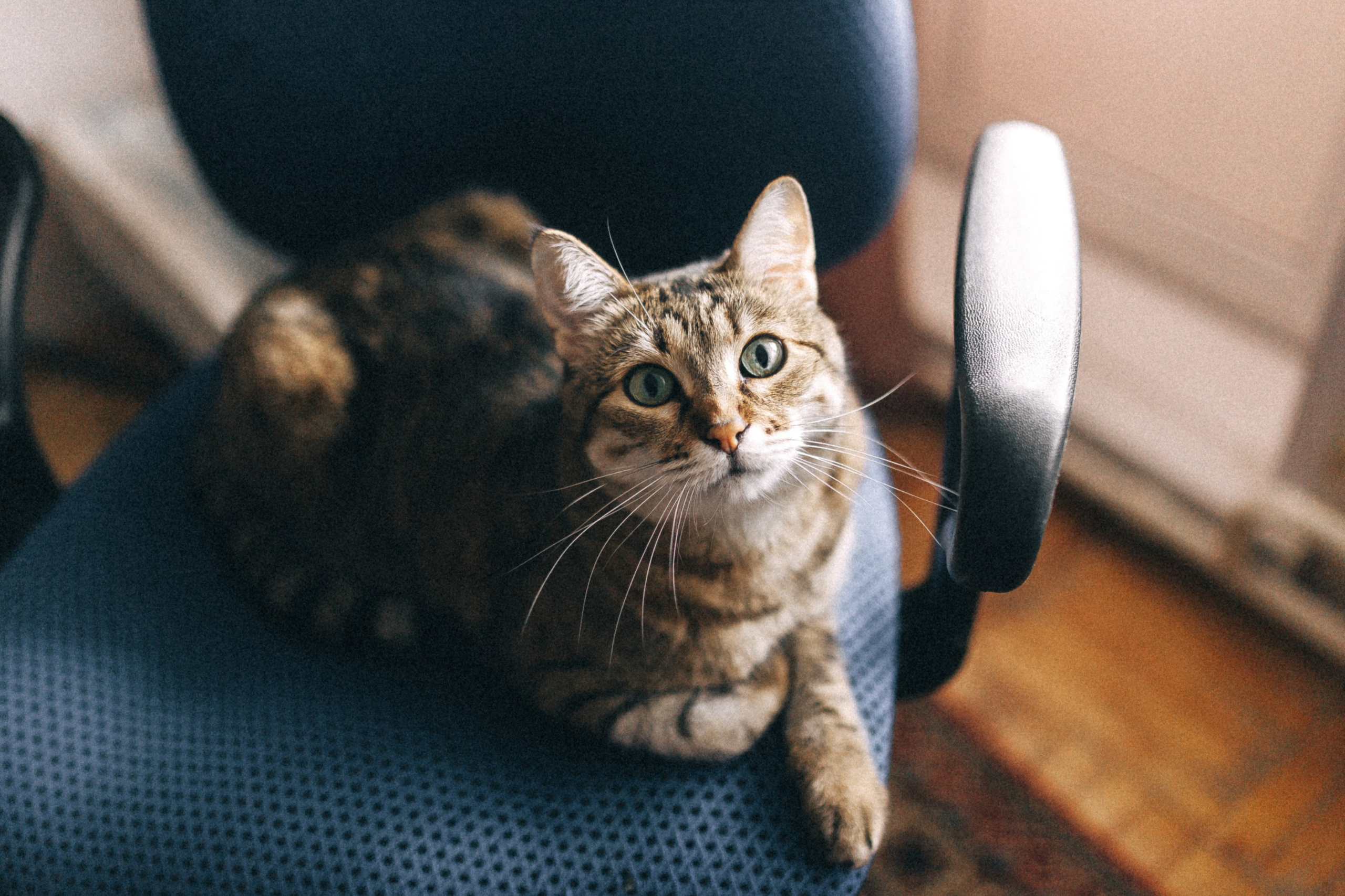 Наташа и Миша. Свадебный фотограф в Орле Андрей Поляков