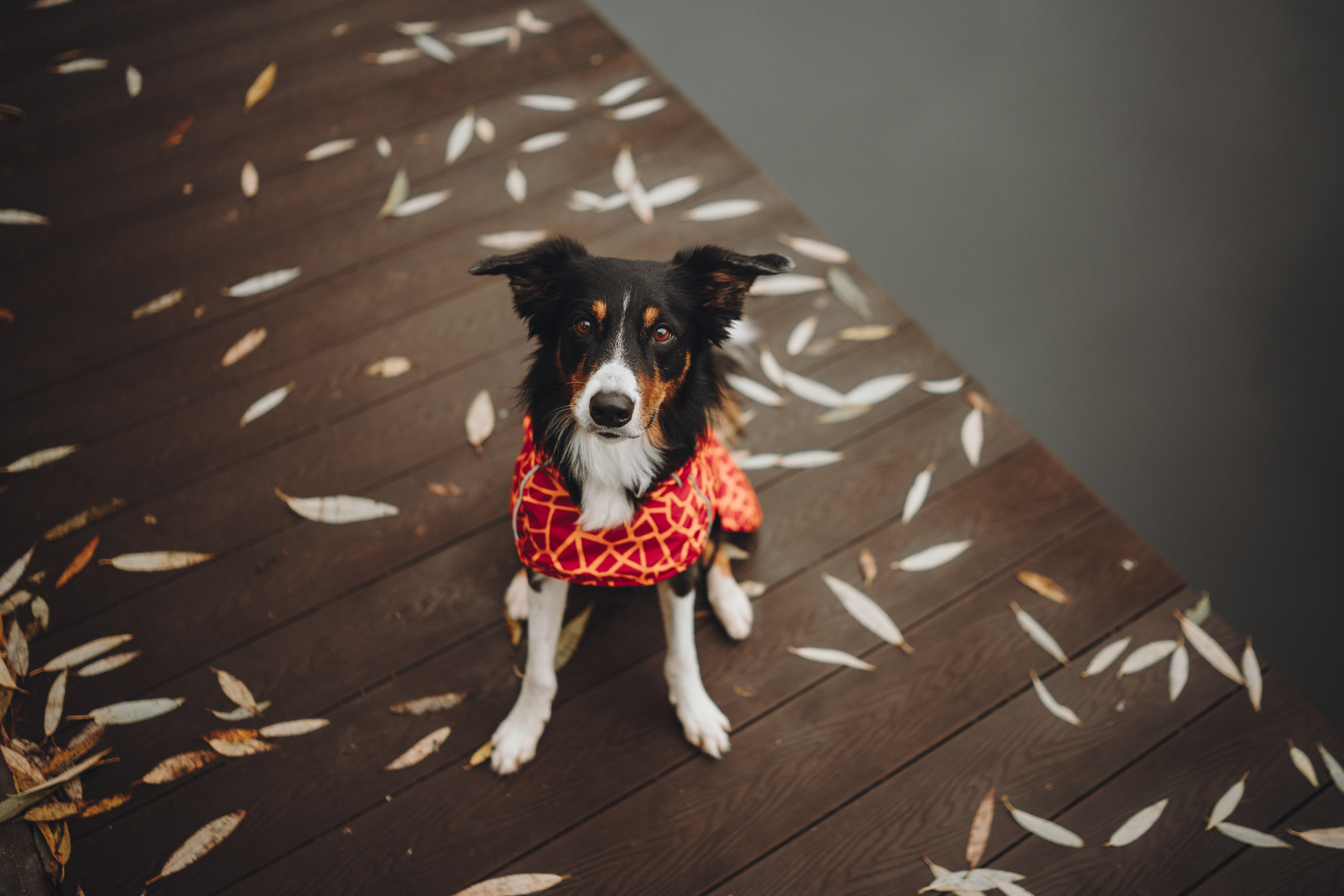 Аня, Оскар и Яр. Семейный фотограф анималист Ананьева Мария — Москва