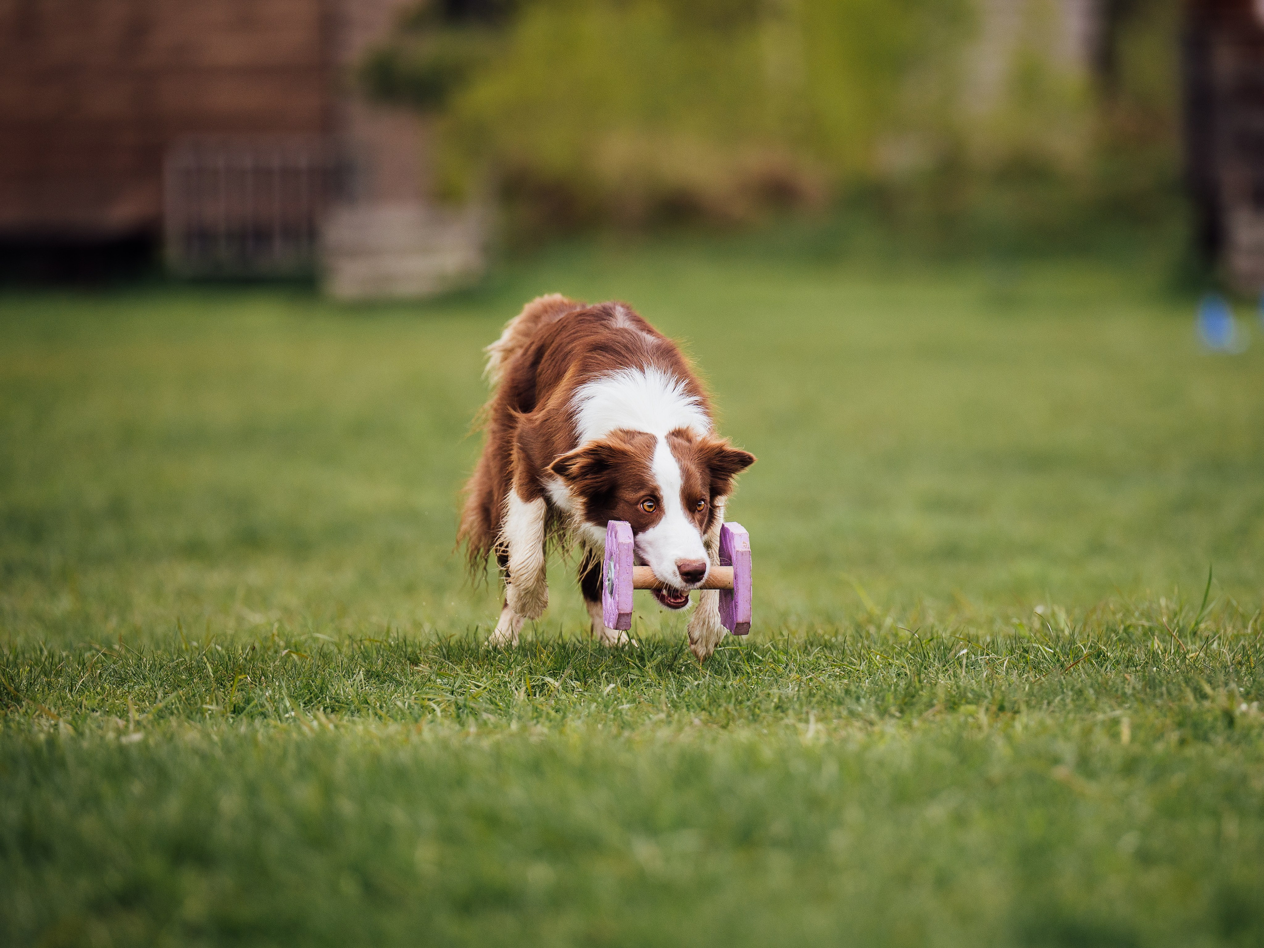Обидиенс. Семейный фотограф анималист Ананьева Мария — Москва