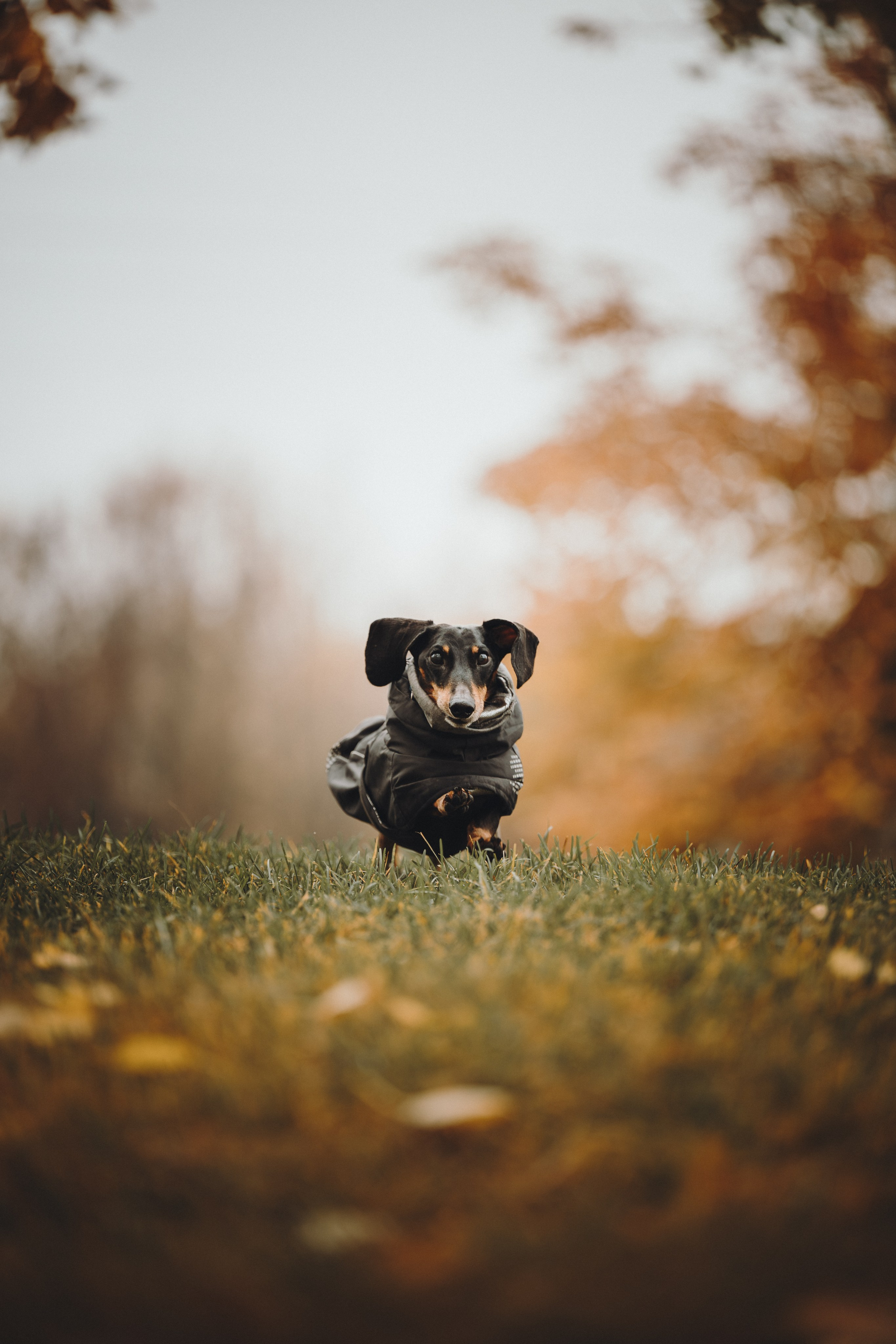 Аня, Оскар и Яр. Семейный фотограф анималист Ананьева Мария — Москва