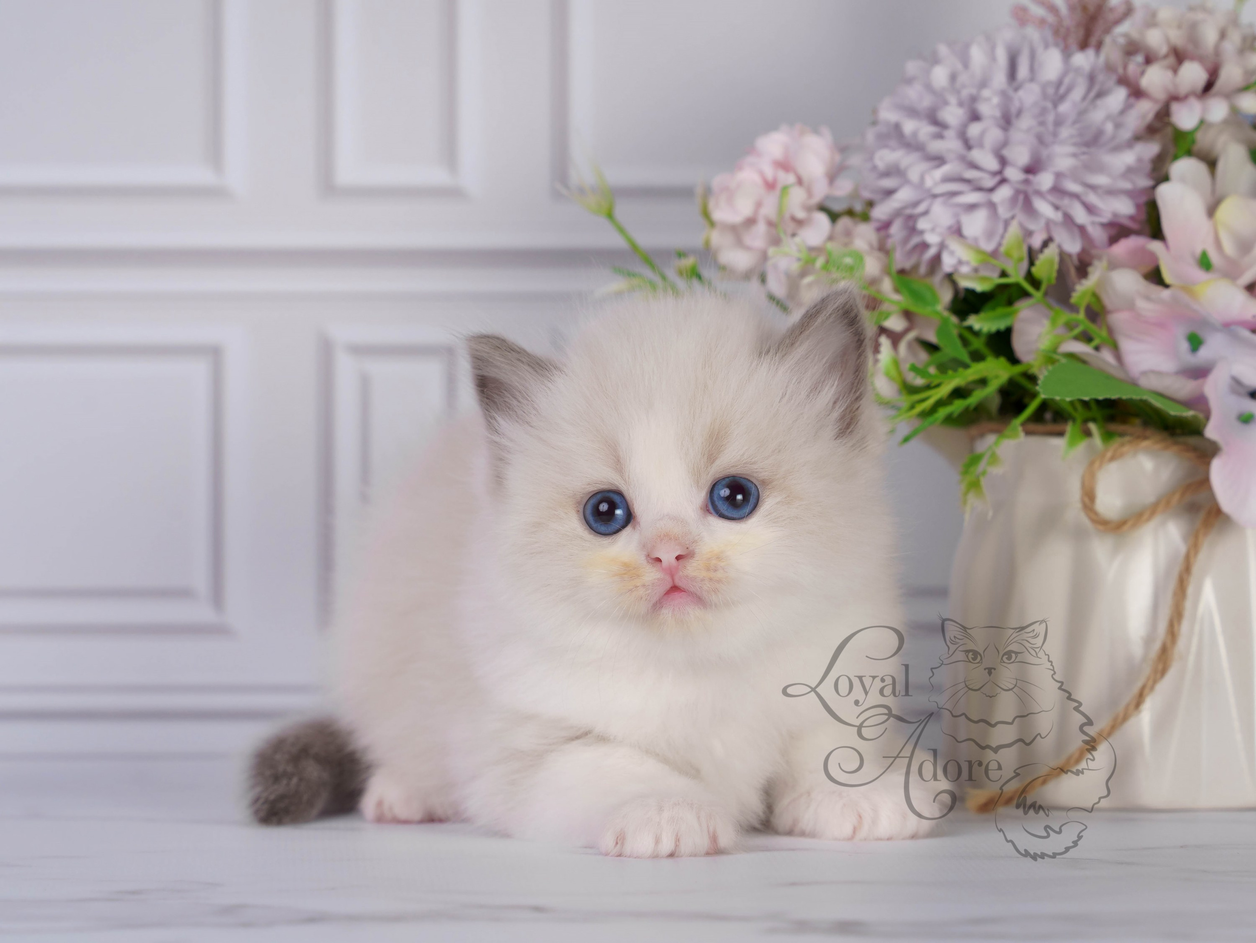 Котята рэгдолл от Loyal Adore. Питомник рэгдолл Loyal Adore