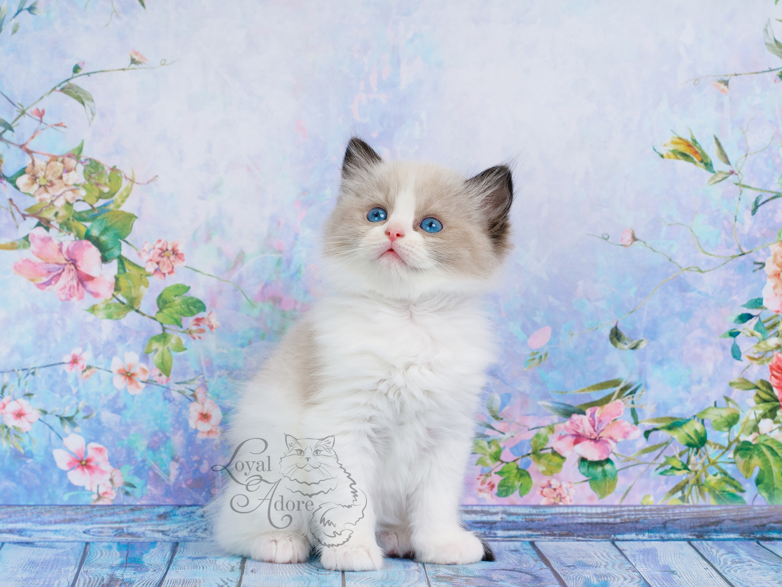 Котята рэгдолл от Loyal Adore. Питомник рэгдолл Loyal Adore