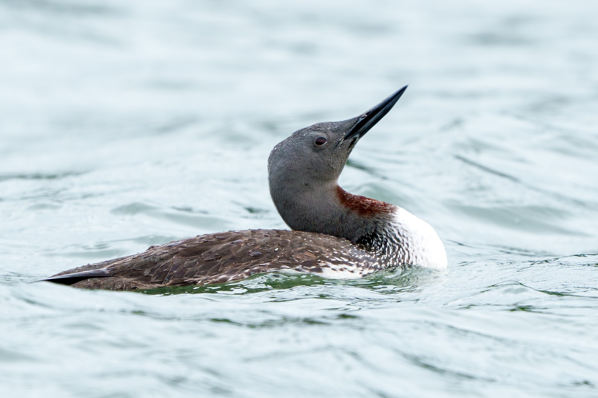 Удивительные мир птиц. Вокруг нас столько прекрасного — присмотритесь!. Ваш личный фотограф Марина Волкова