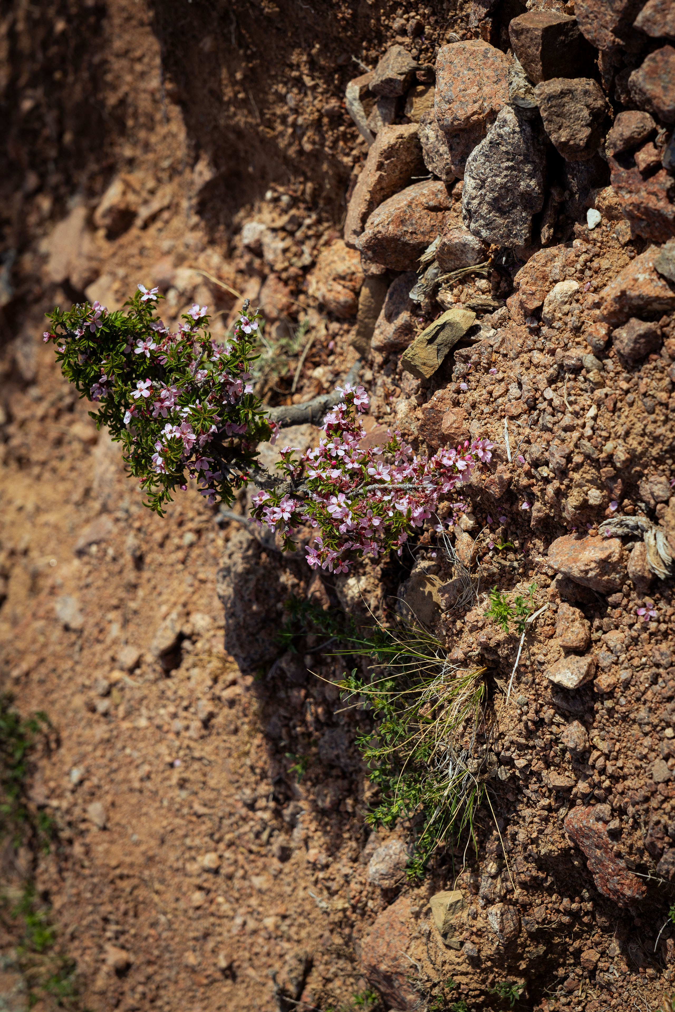 Кыргызстан (весна 2025). Фотограф Виноградов Константин