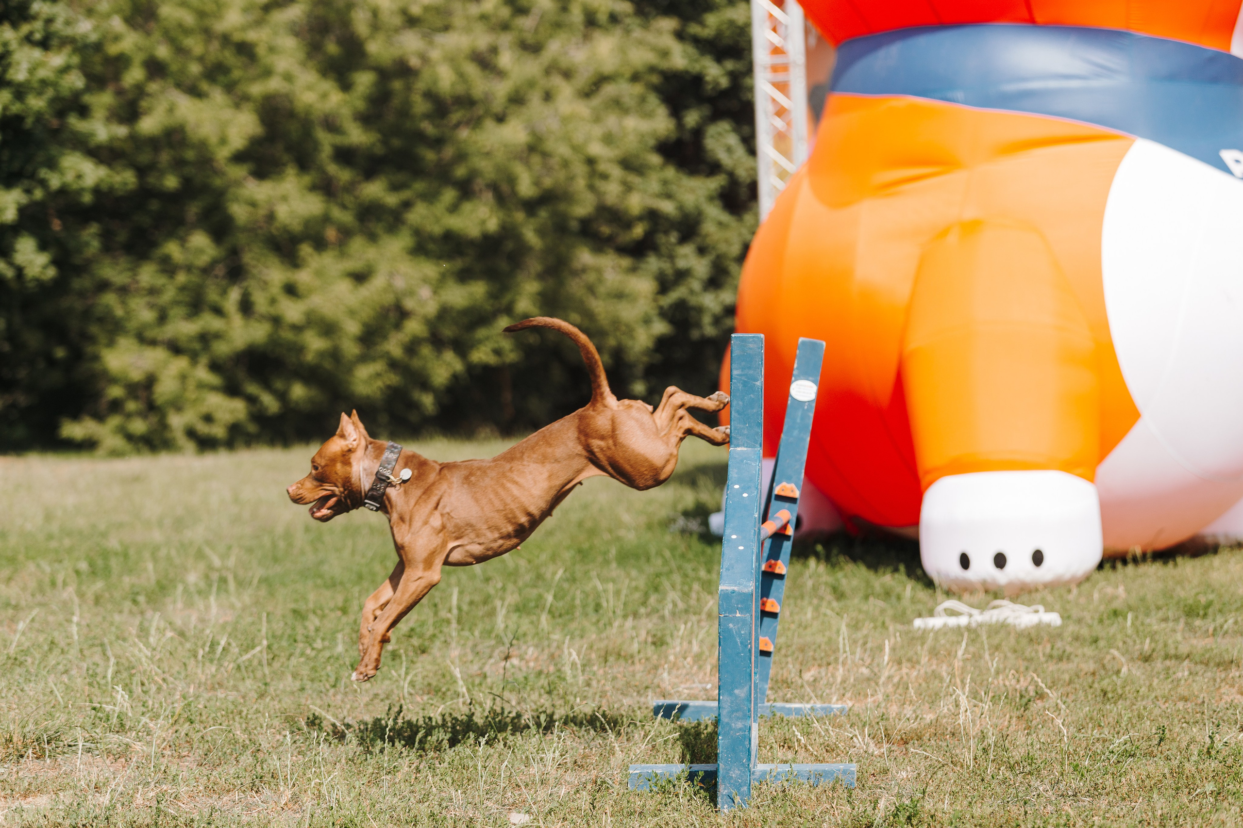 Petshop Sup day. Фотограф анималист Кристина Карпова, Москва