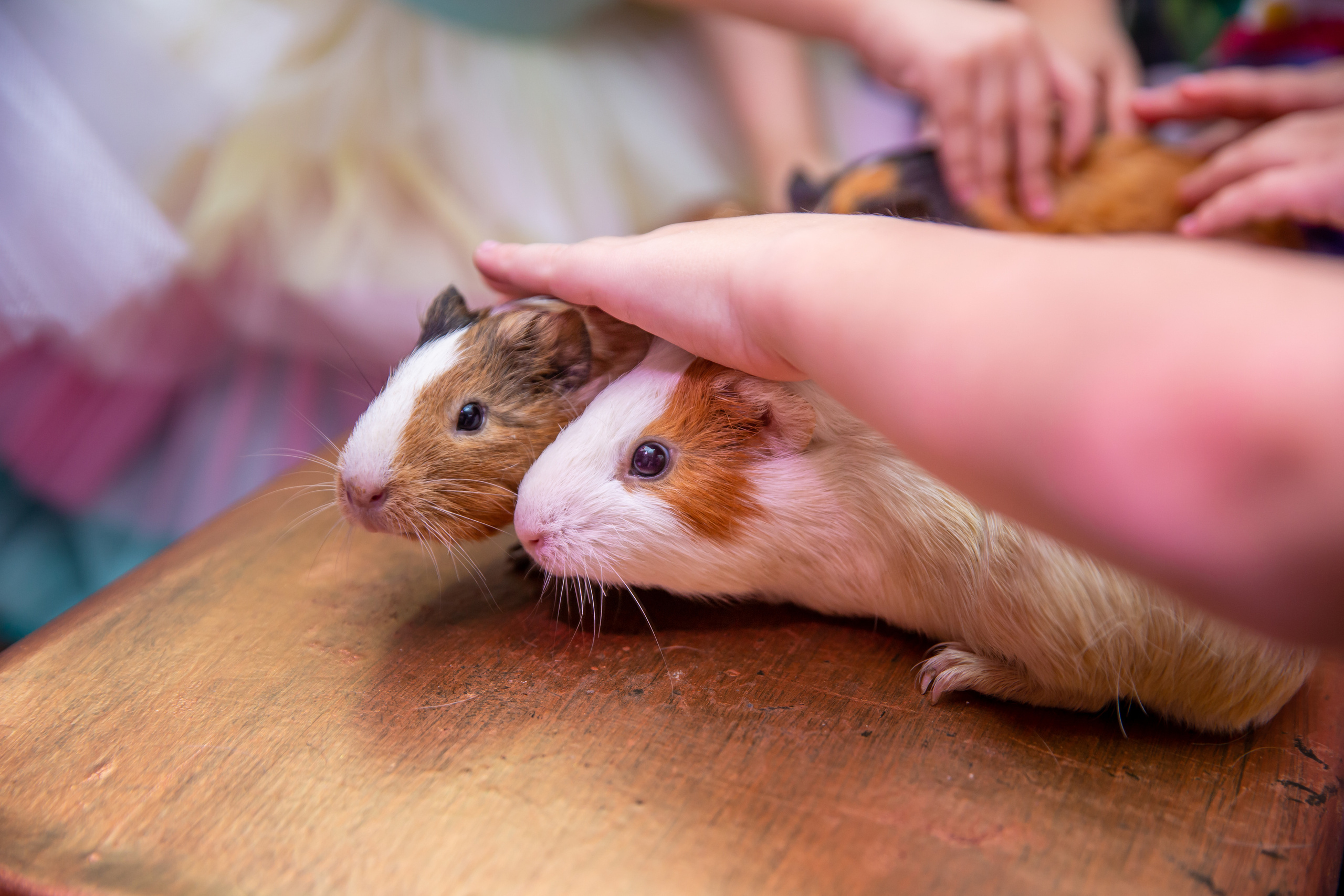 Детские праздники. Репортажный фотограф в Краснодаре Лагута Надежда