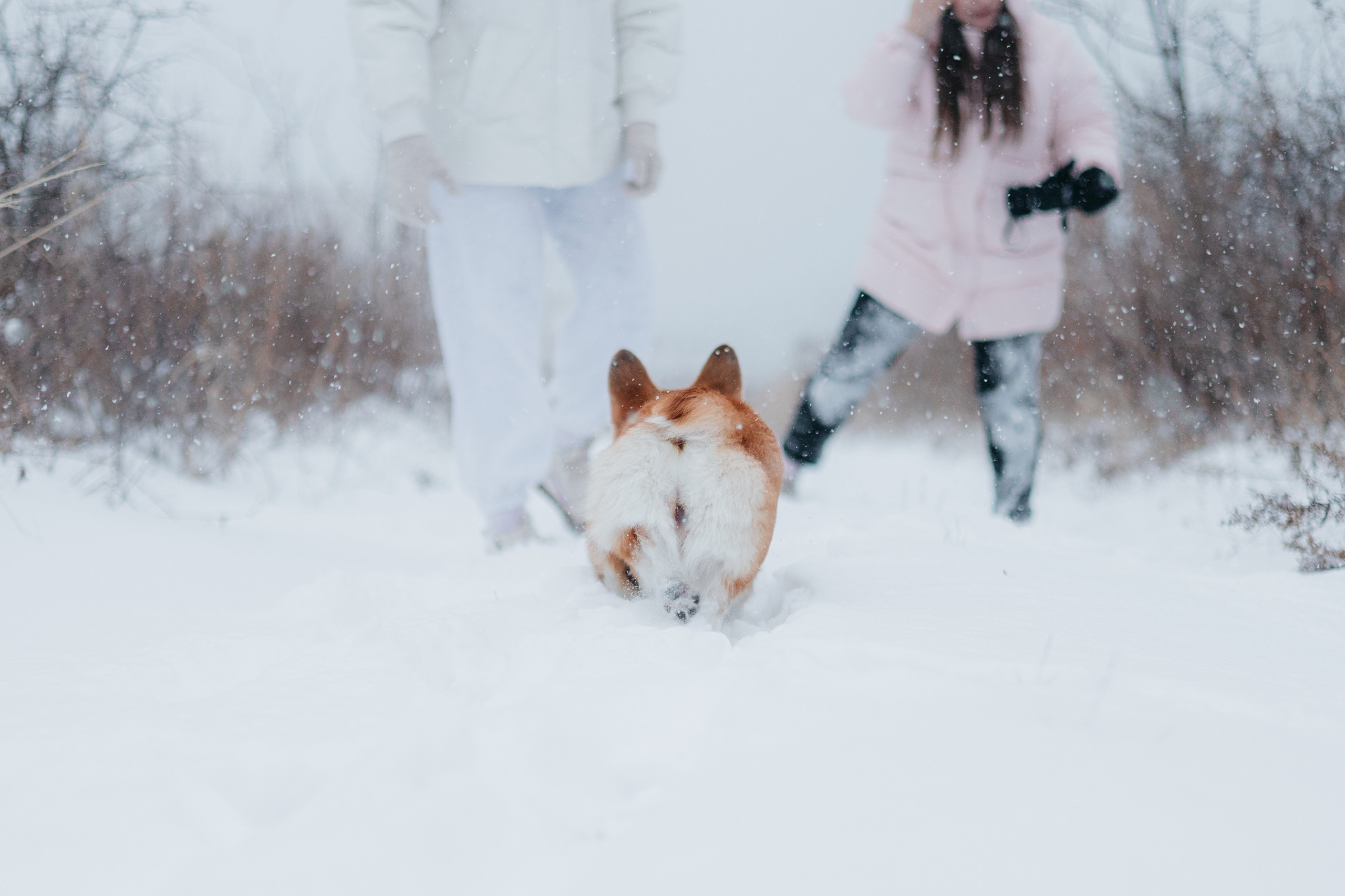 Лена, Лиза и Мия. Фотограф — анималист Владивосток, Алина