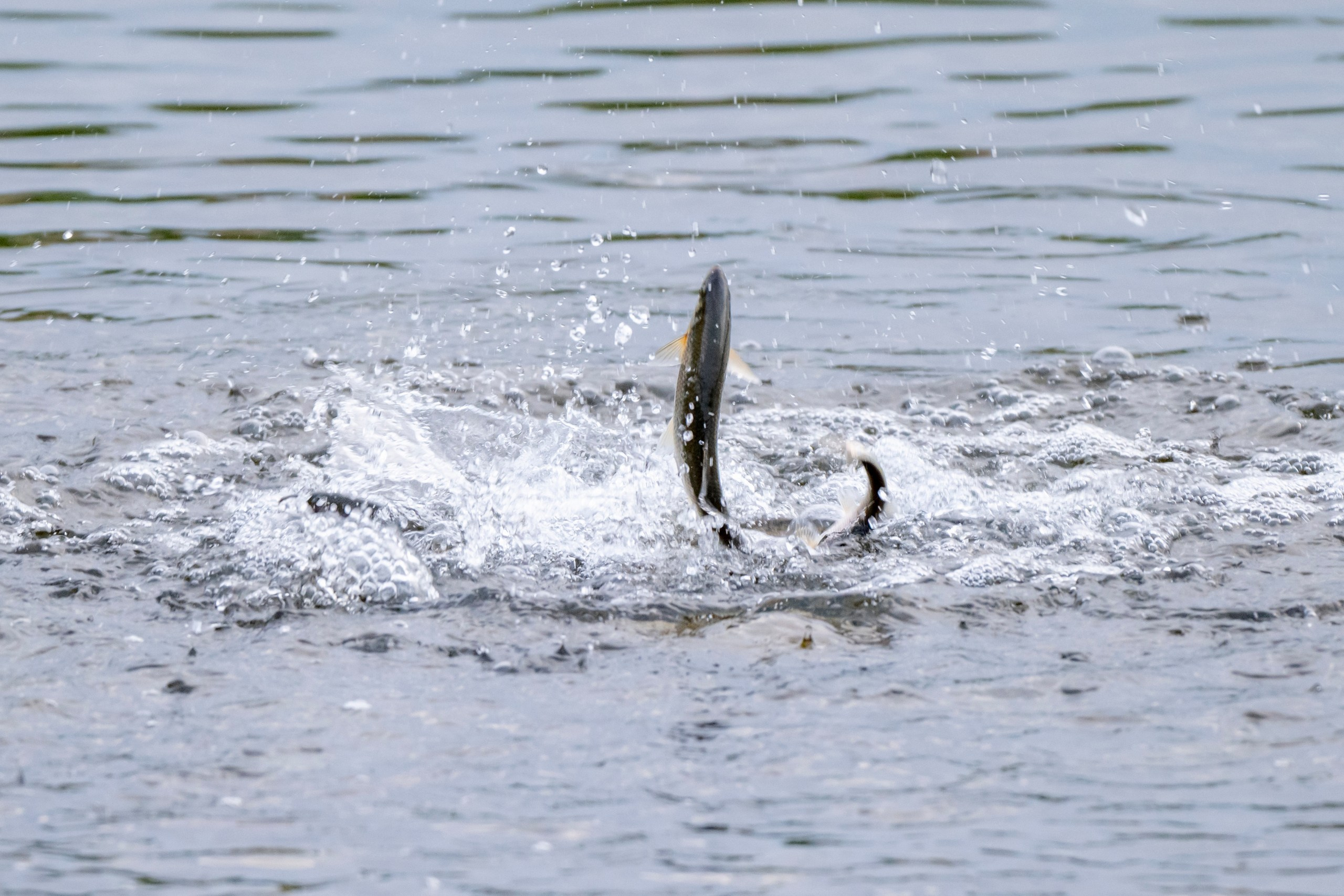 Дикая природа Дагестана. Май 2025 г. Foto-Zuev фотография как искусство