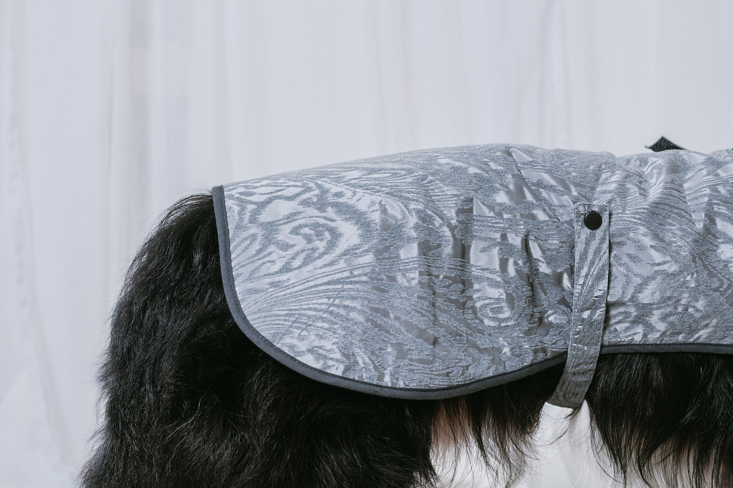 Съемка для бренда TEDDYBOY. Фотограф-анималист Татьяна Степанова