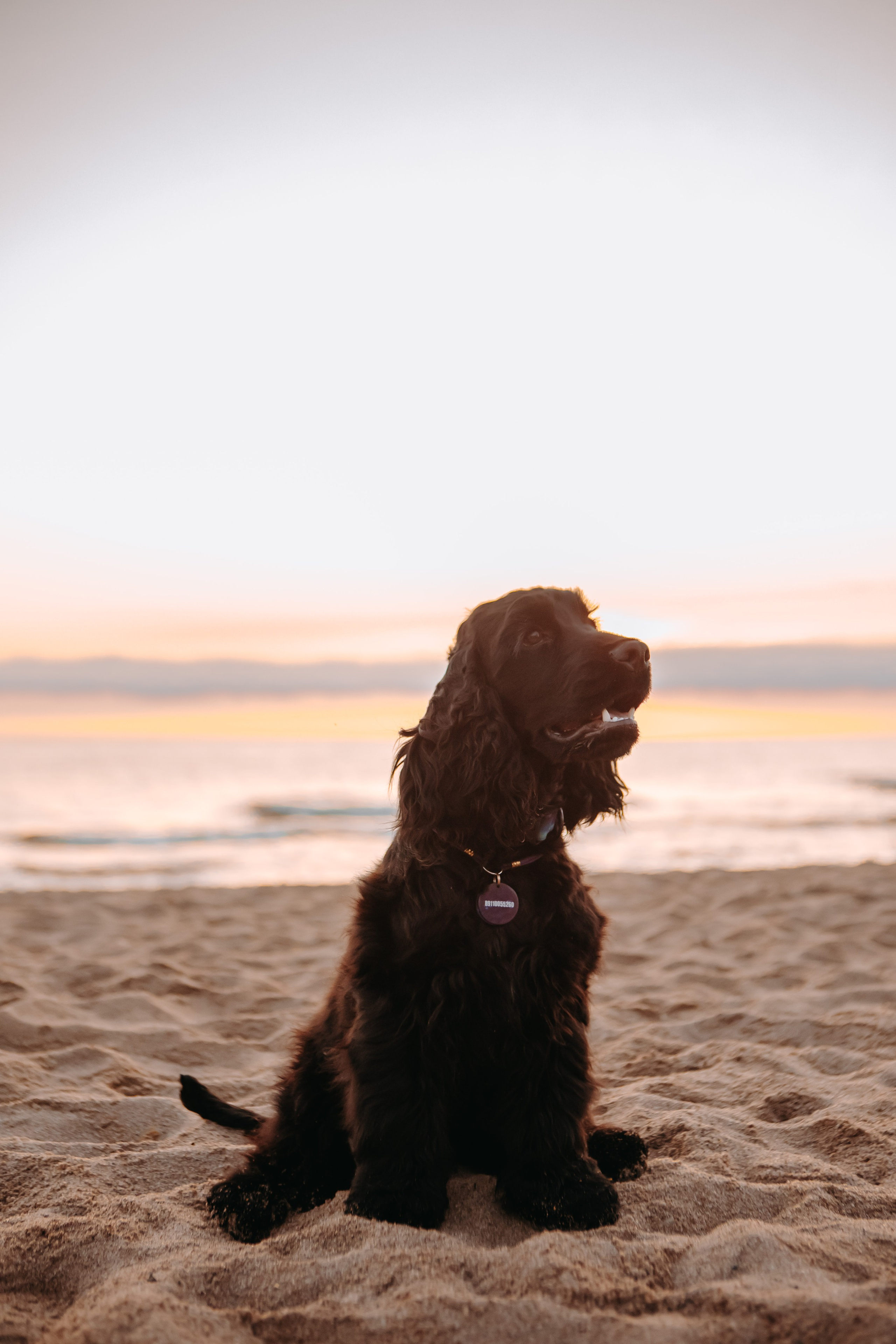 Три поколения. Фотограф-анималист в Санкт-Петербурге Алина Яхонт