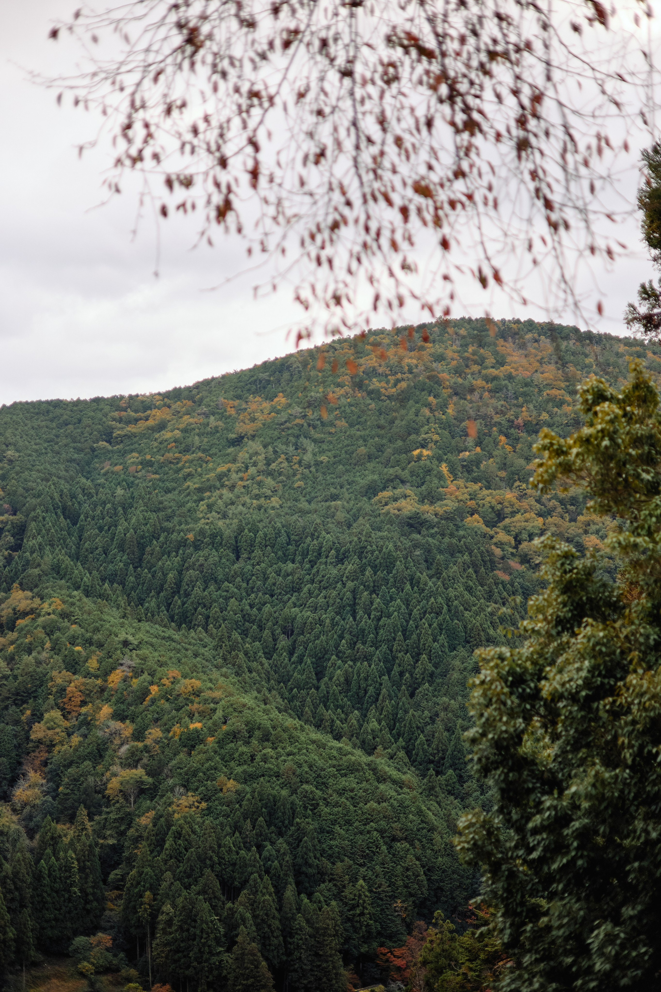Япония. Профессиональный Фотограф во Владимире, в Москве и в Суздале — Полина Романычева
