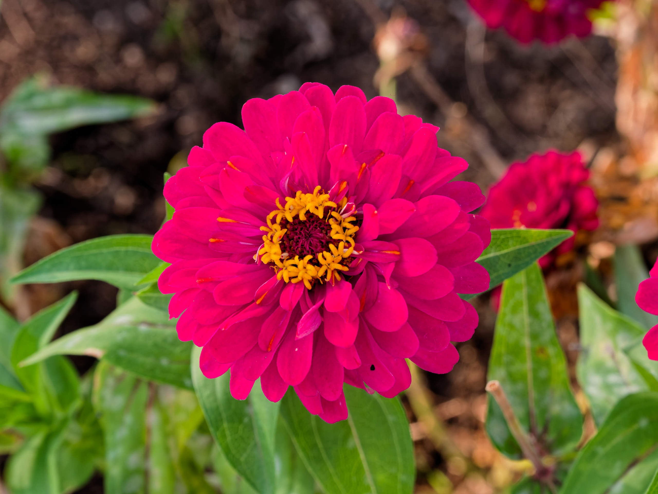 Алания 2025, порт и парк. Избранные фотографии