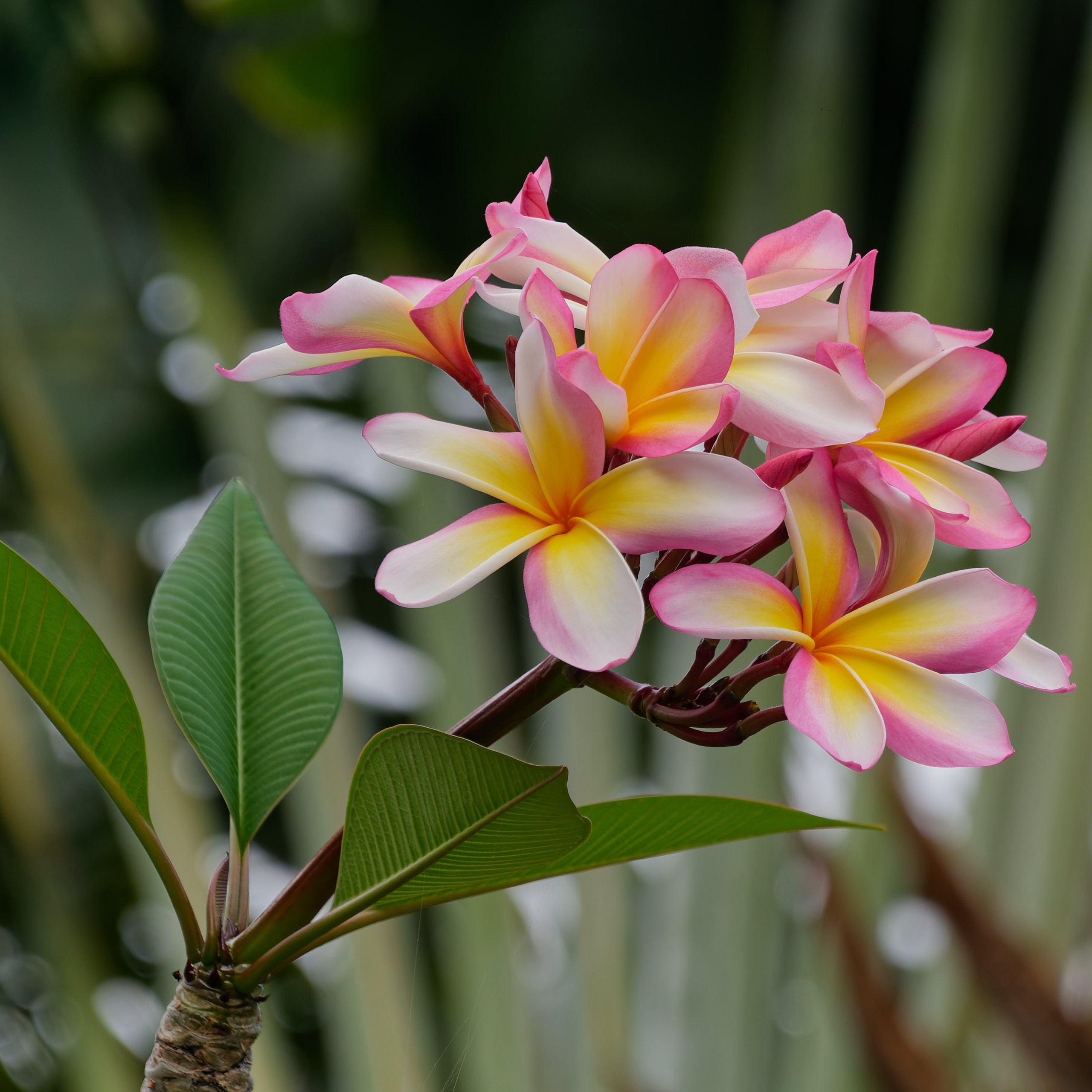 Хайнань 2026, флора, цветы и деревья. Фотопрогулки по Миру