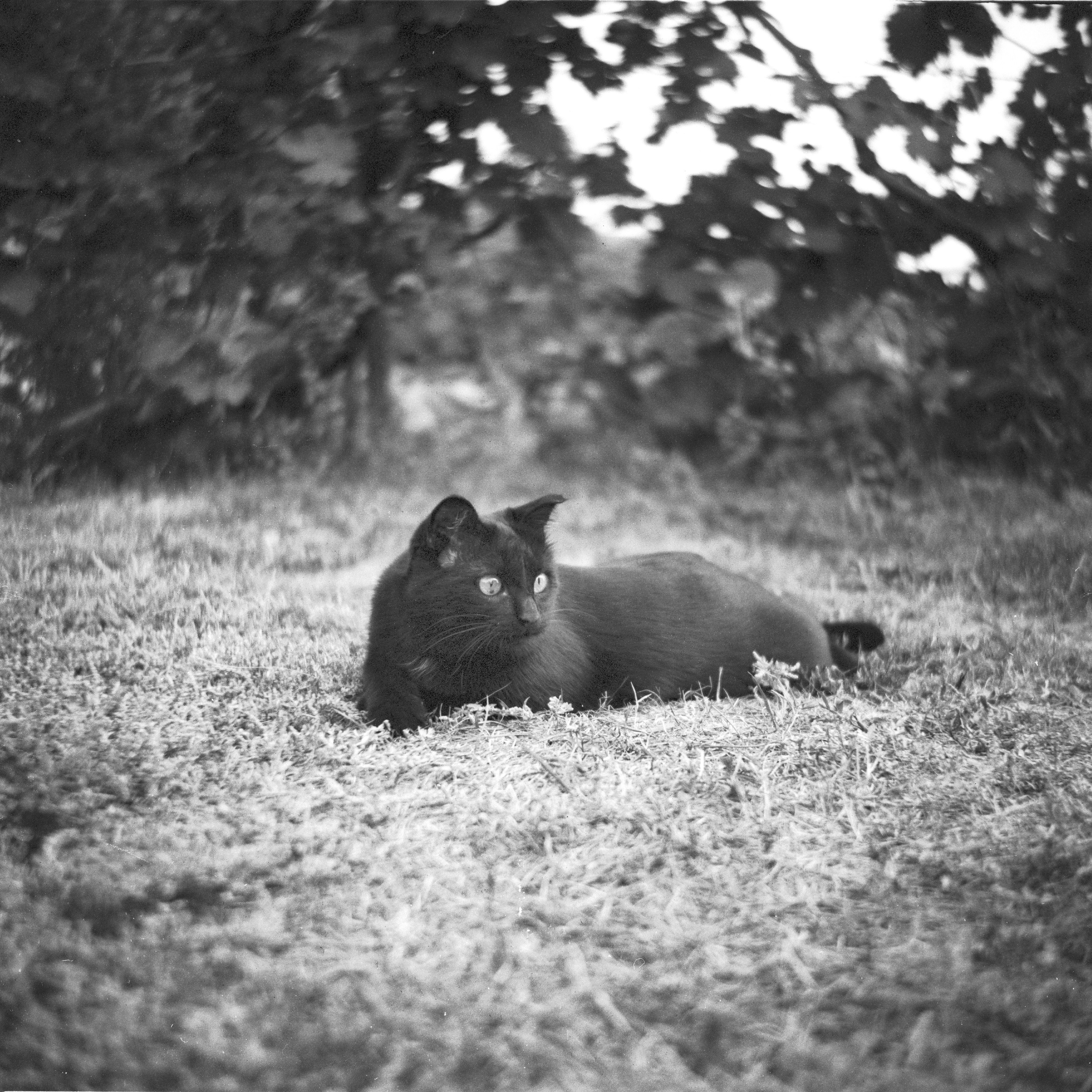 Пленочная история. Дмитрий Пропадалин, Нейрофотография