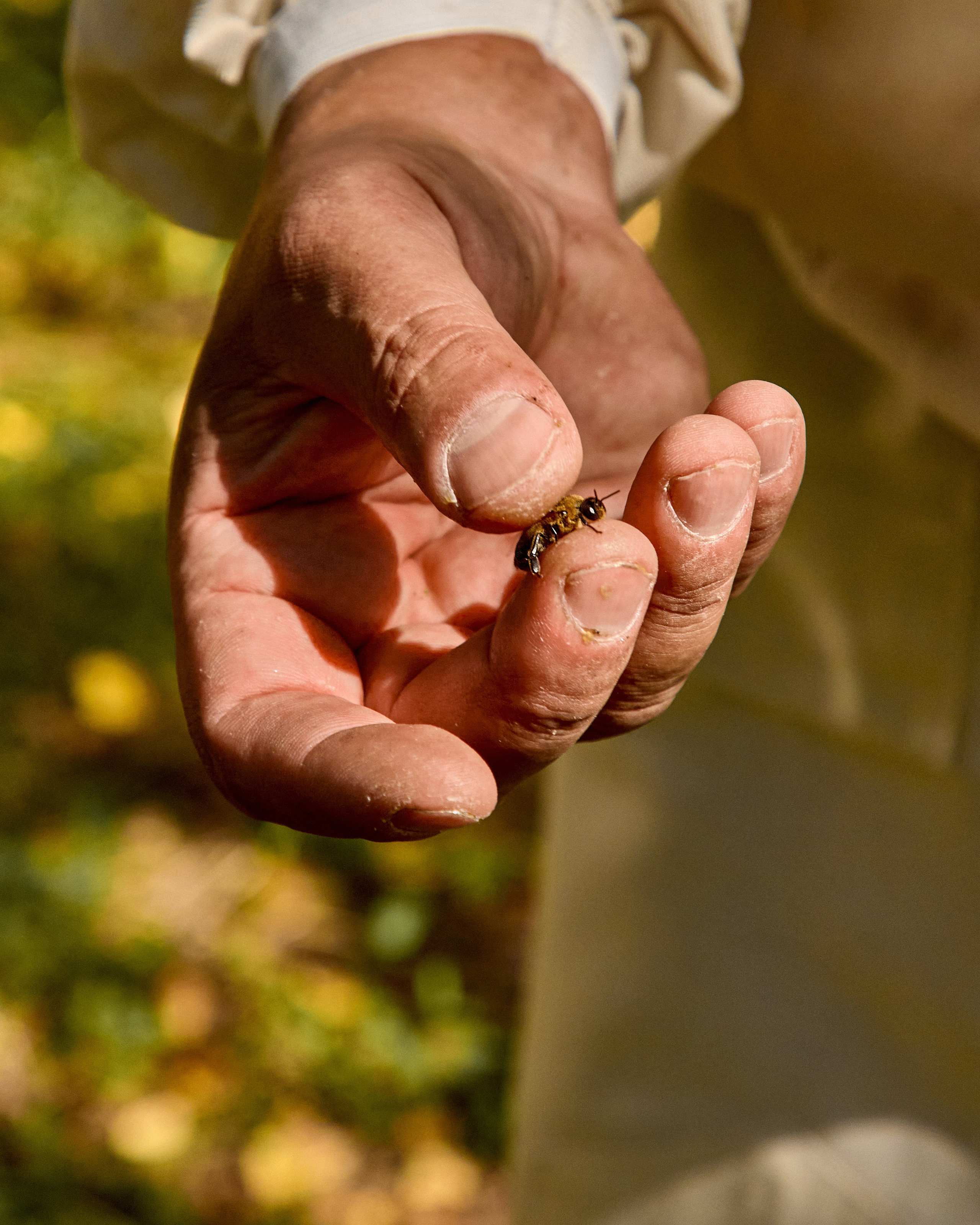Пчелошеринг х пасека в г. Чебоксары. Святослав Лебедев | Рекламный фотограф — Коммерческая съемка, Арт-дирекшн, AI-интеграция
