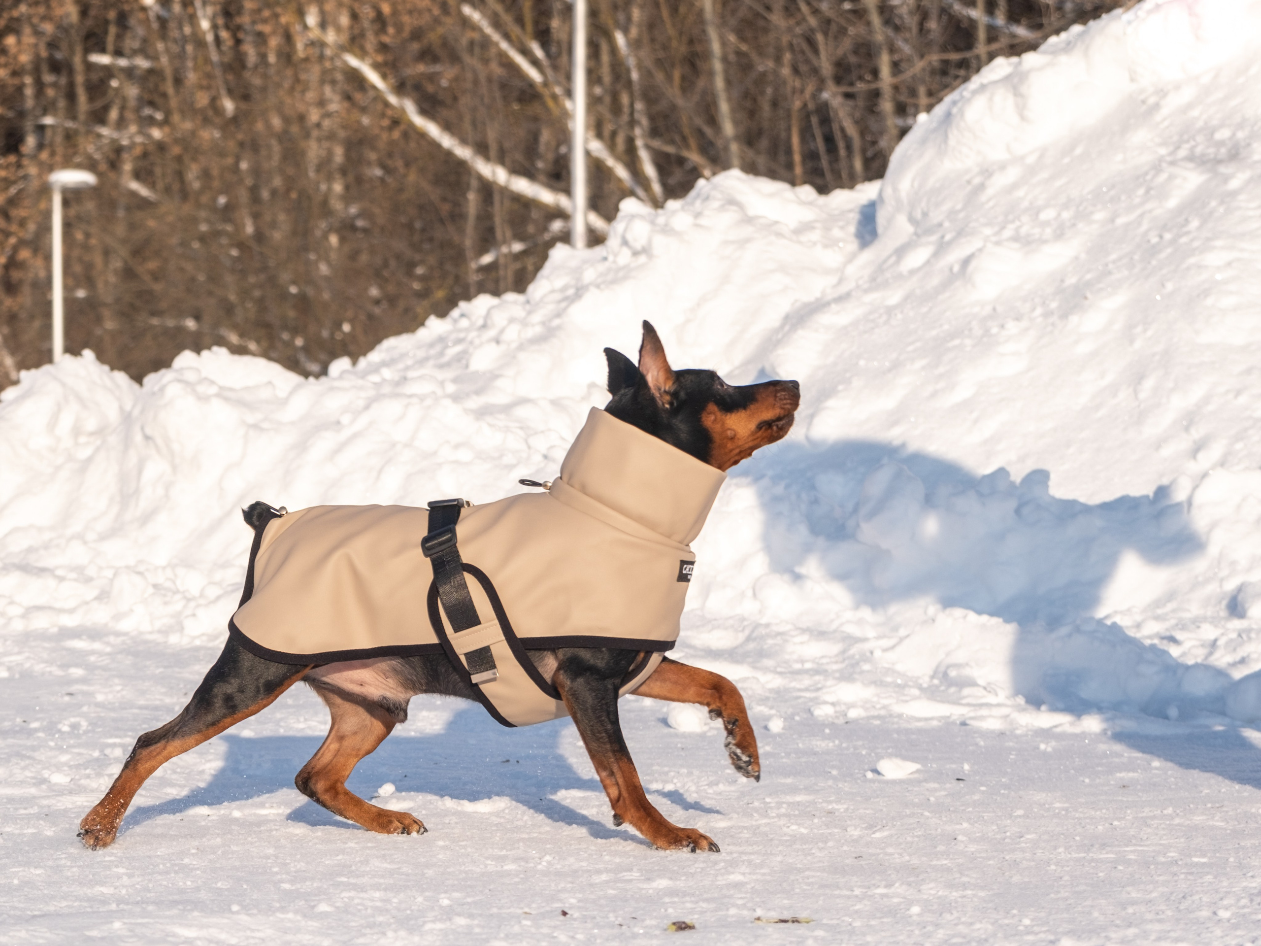 Одежда для собак. Заказчик — Екатерина!. Зоофотограф, фотограф животных в Москве и области Дина Дамоцева
