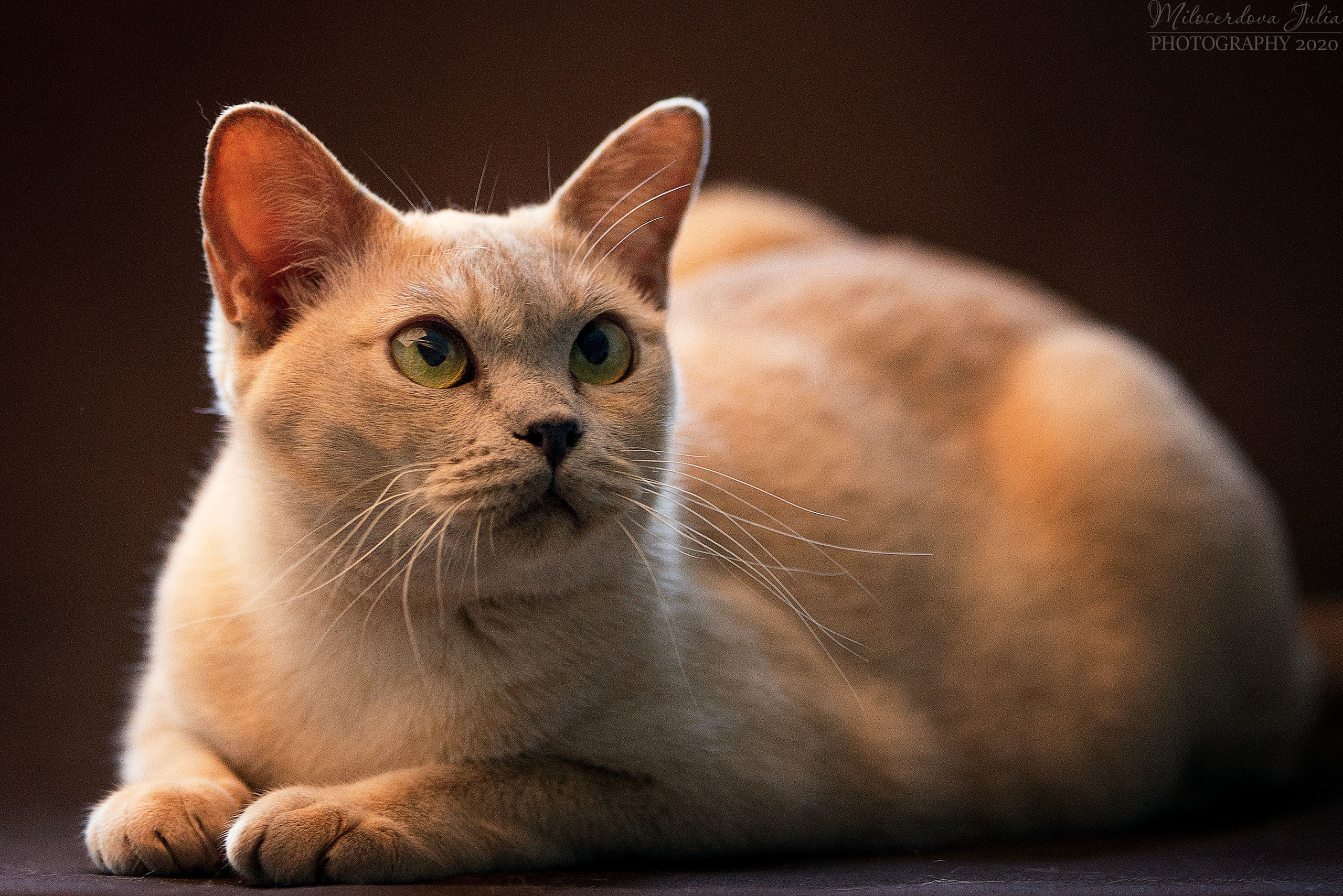 Фотосъёмка домашних животных. Фотограф Юлия Милосердова