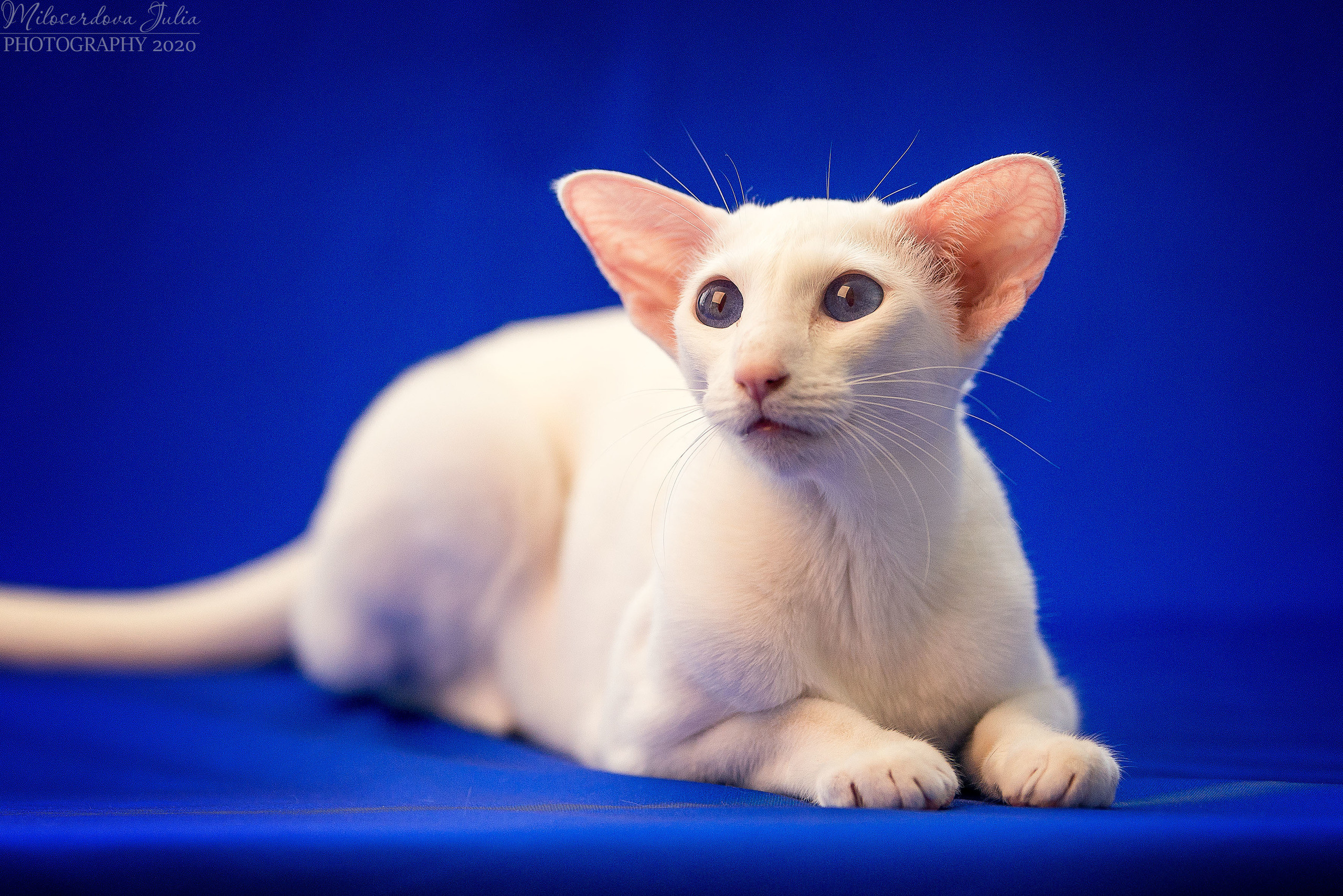 Фотосъёмка домашних животных. Фотограф Юлия Милосердова