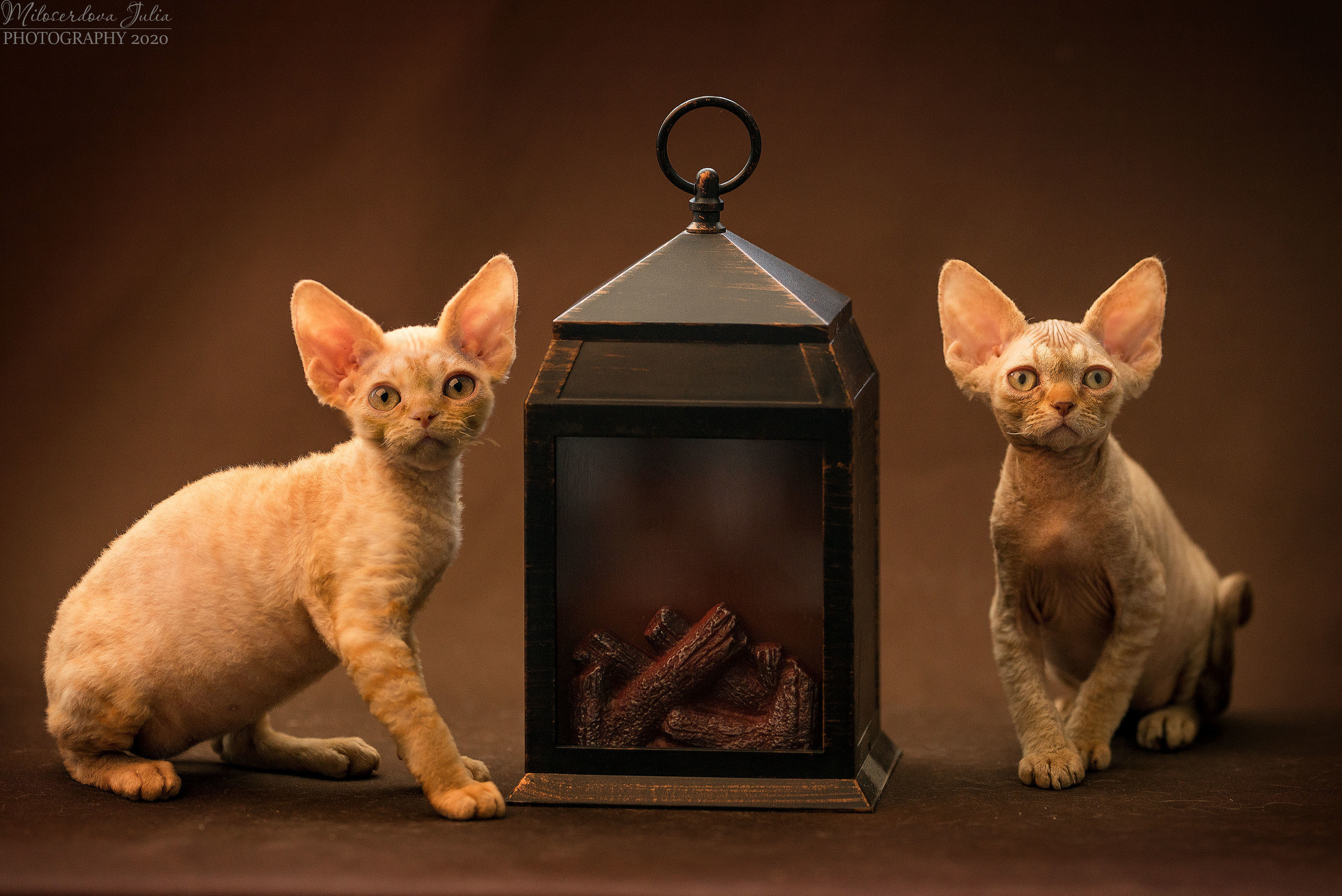 Фотосъёмка домашних животных. Фотограф Юлия Милосердова