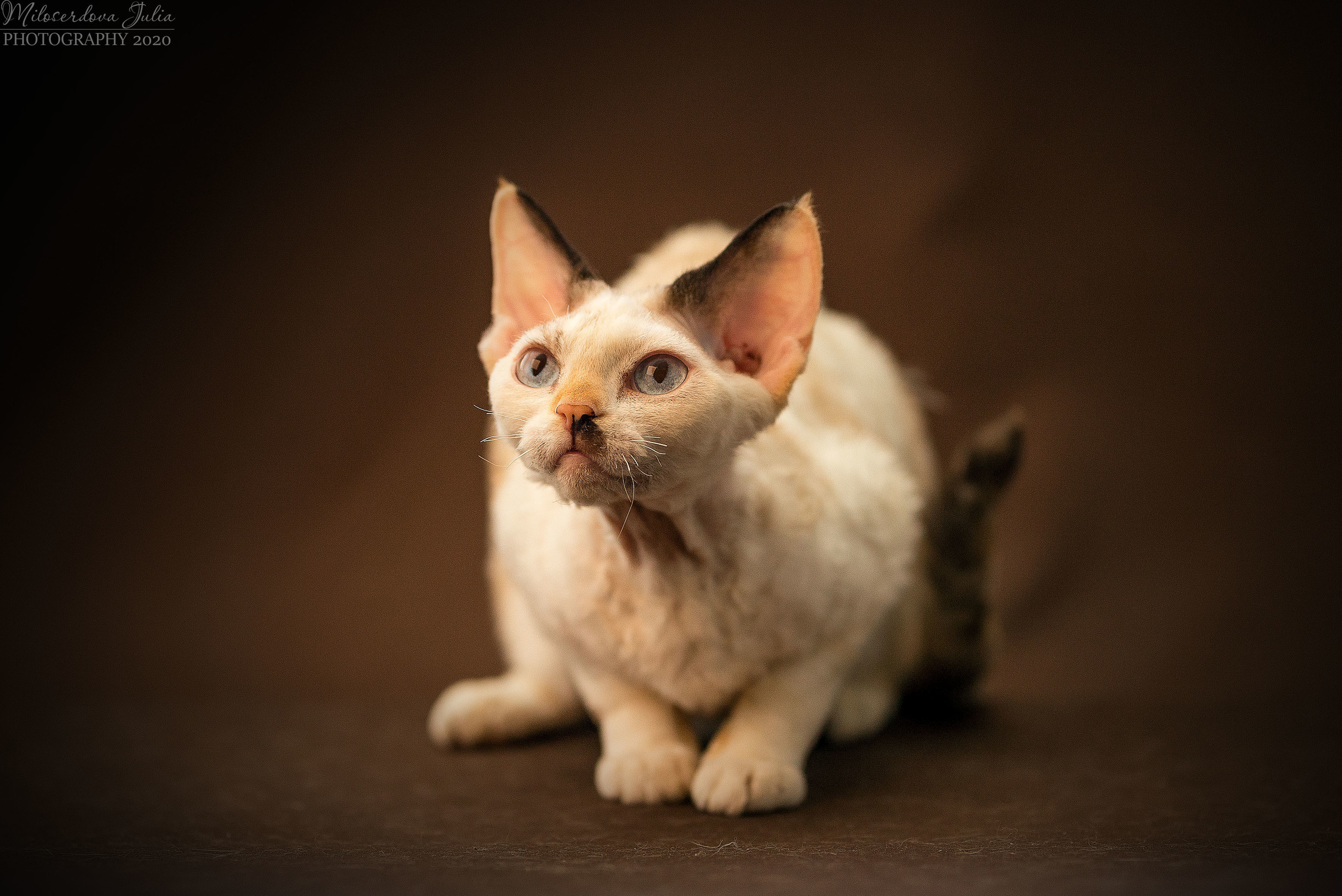 Фотосъёмка домашних животных. Фотограф Юлия Милосердова