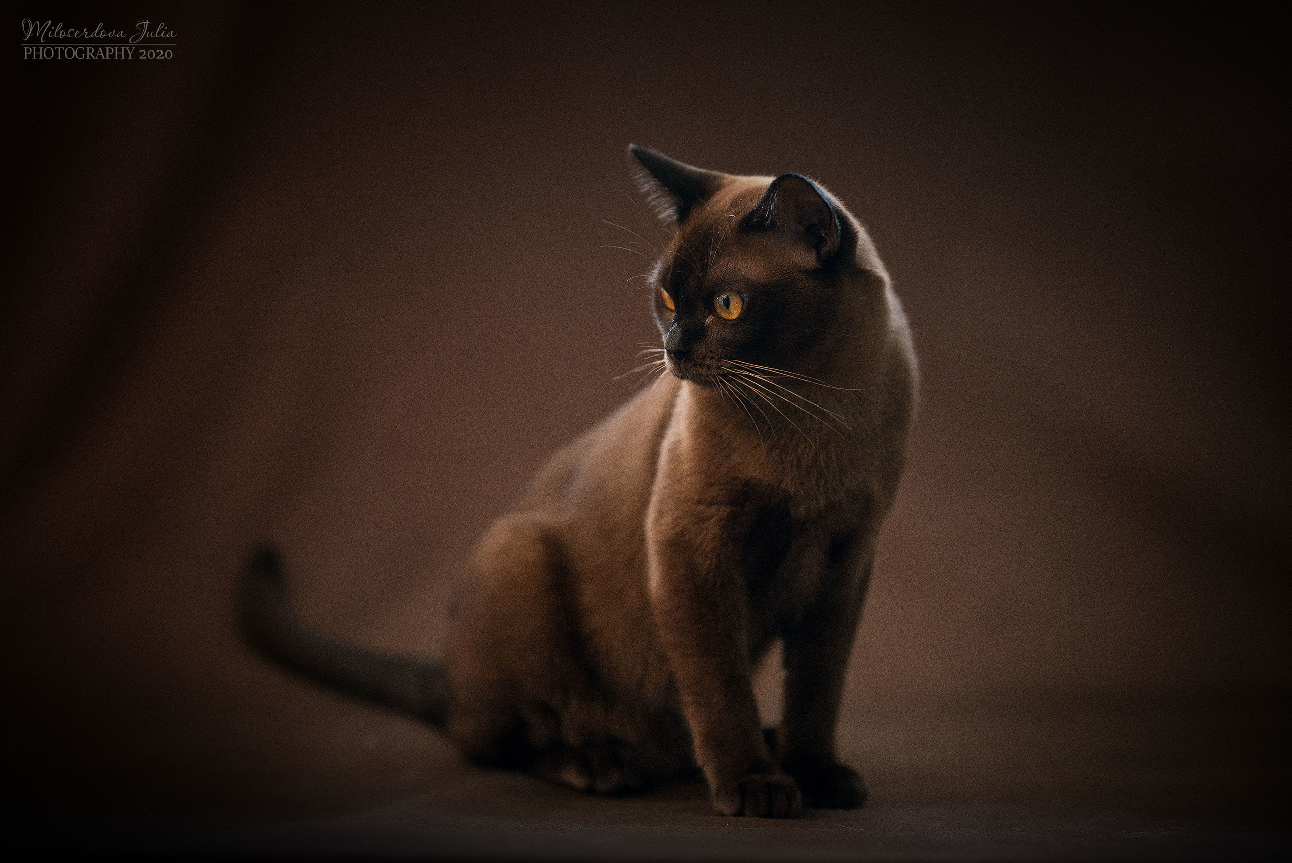 Фотосъёмка домашних животных. Фотограф Юлия Милосердова