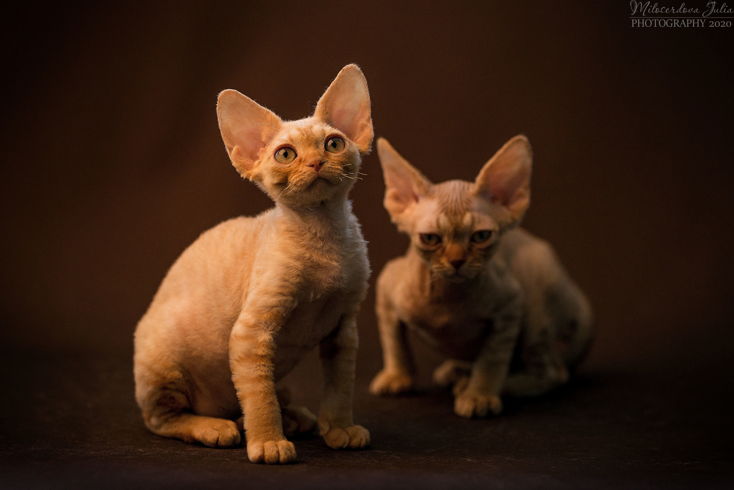 Фотосъёмка домашних животных. Фотограф Юлия Милосердова