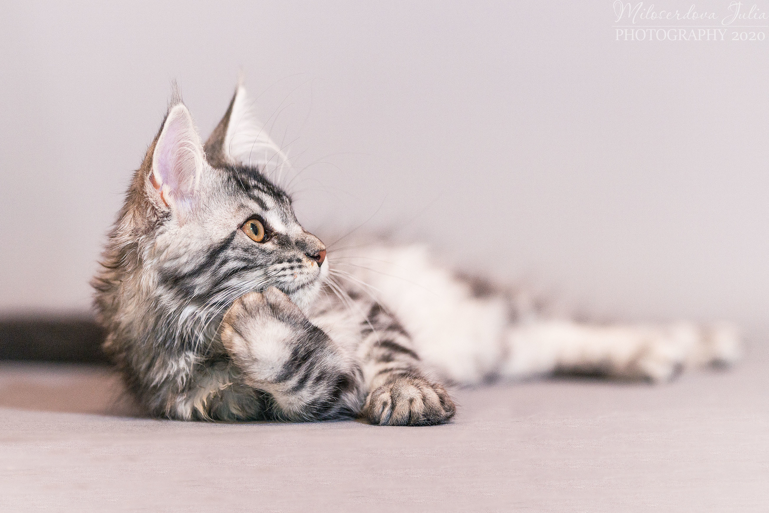 Фотосъёмка домашних животных. Фотограф Юлия Милосердова