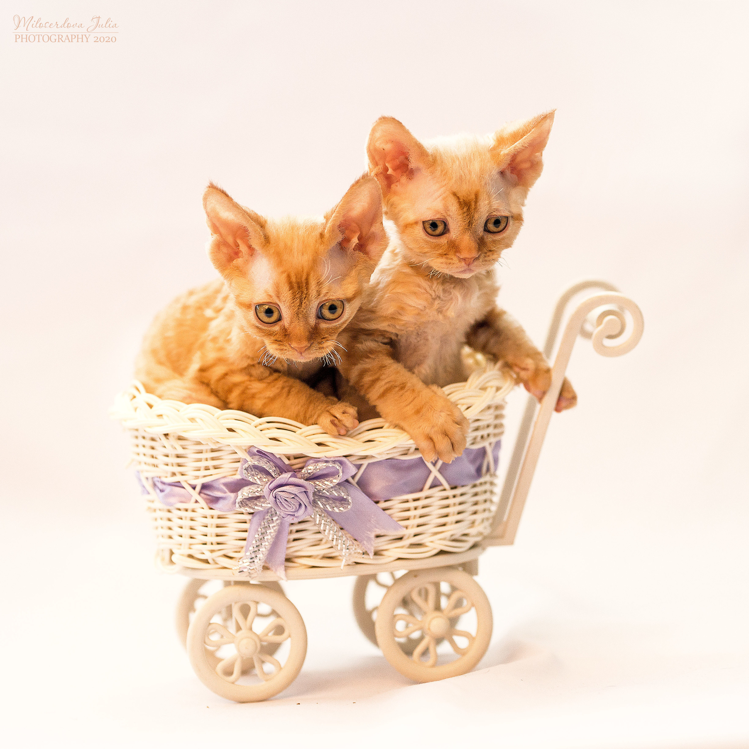 Фотосъёмка домашних животных. Фотограф Юлия Милосердова