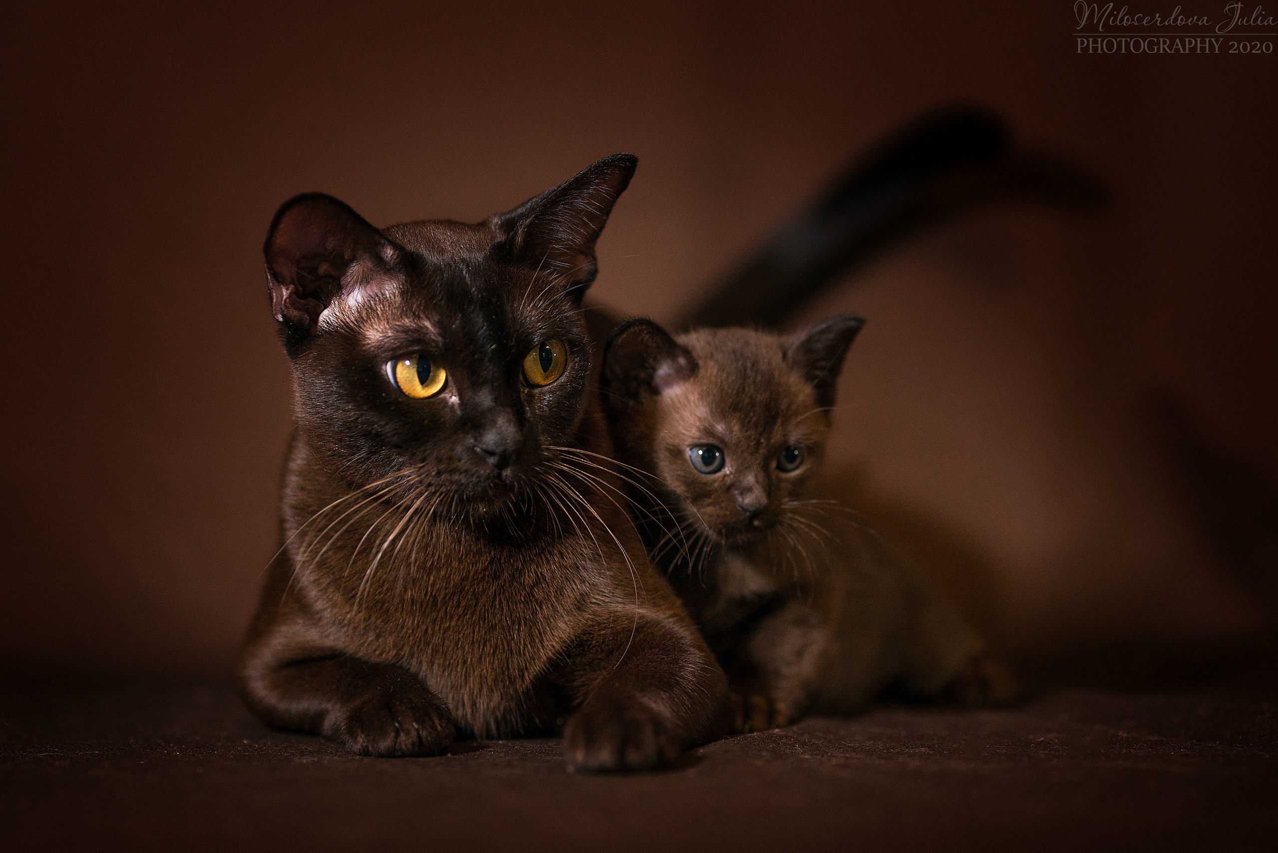 Фотосъёмка домашних животных. Фотограф Юлия Милосердова