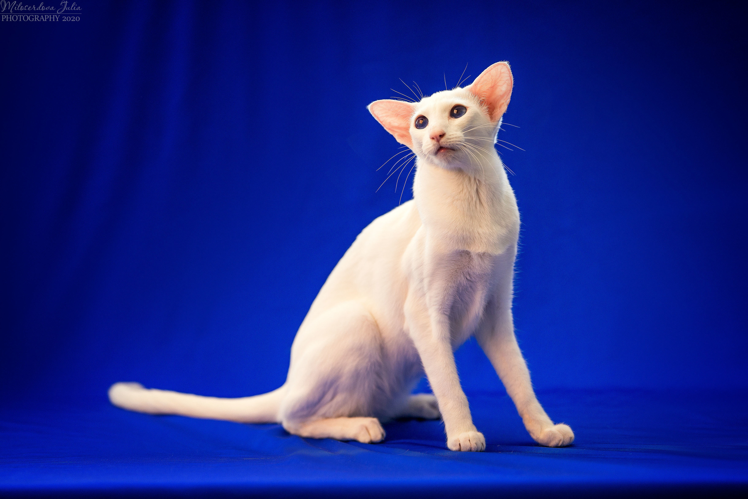 Фотосъёмка домашних животных. Фотограф Юлия Милосердова