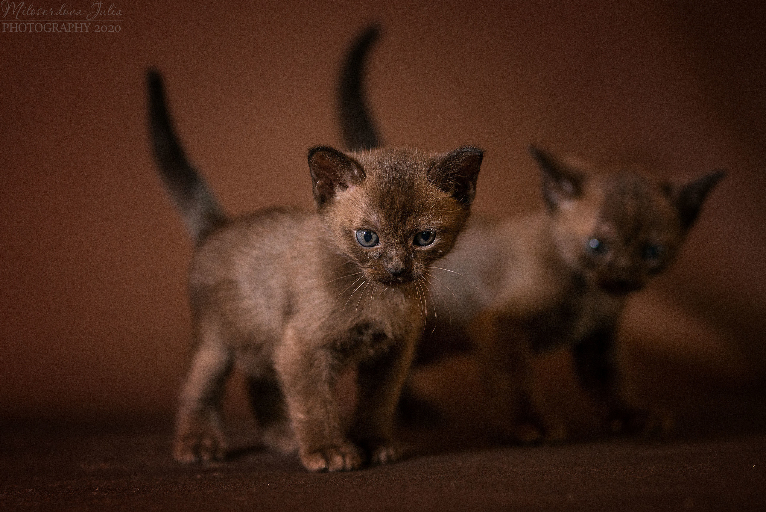 Фотосъёмка домашних животных. Фотограф Юлия Милосердова