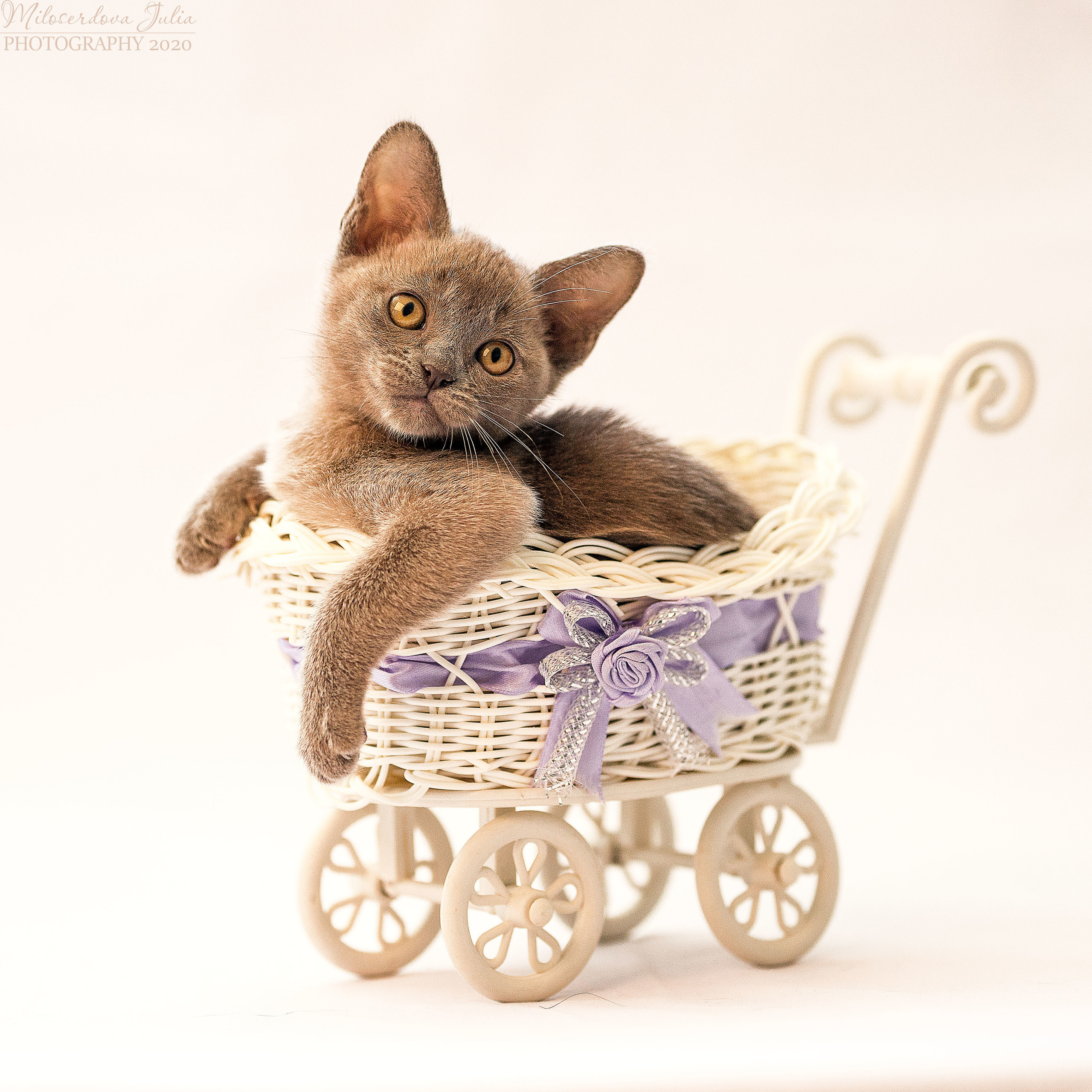 Фотосъёмка домашних животных. Фотограф Юлия Милосердова