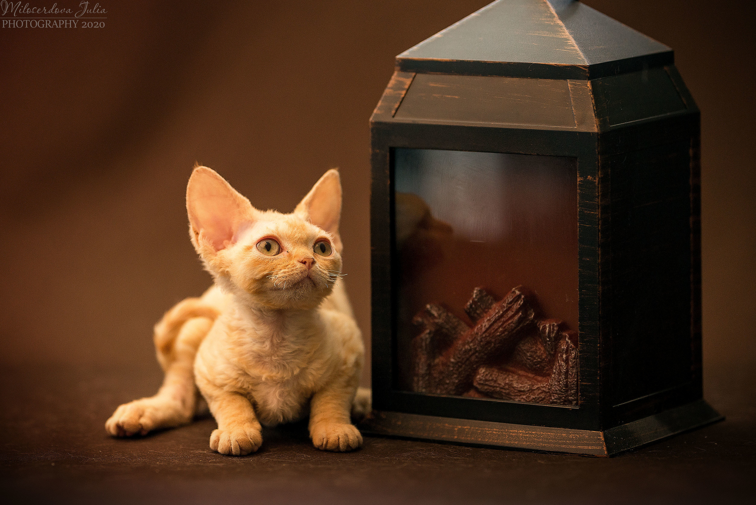 Фотосъёмка домашних животных. Фотограф Юлия Милосердова