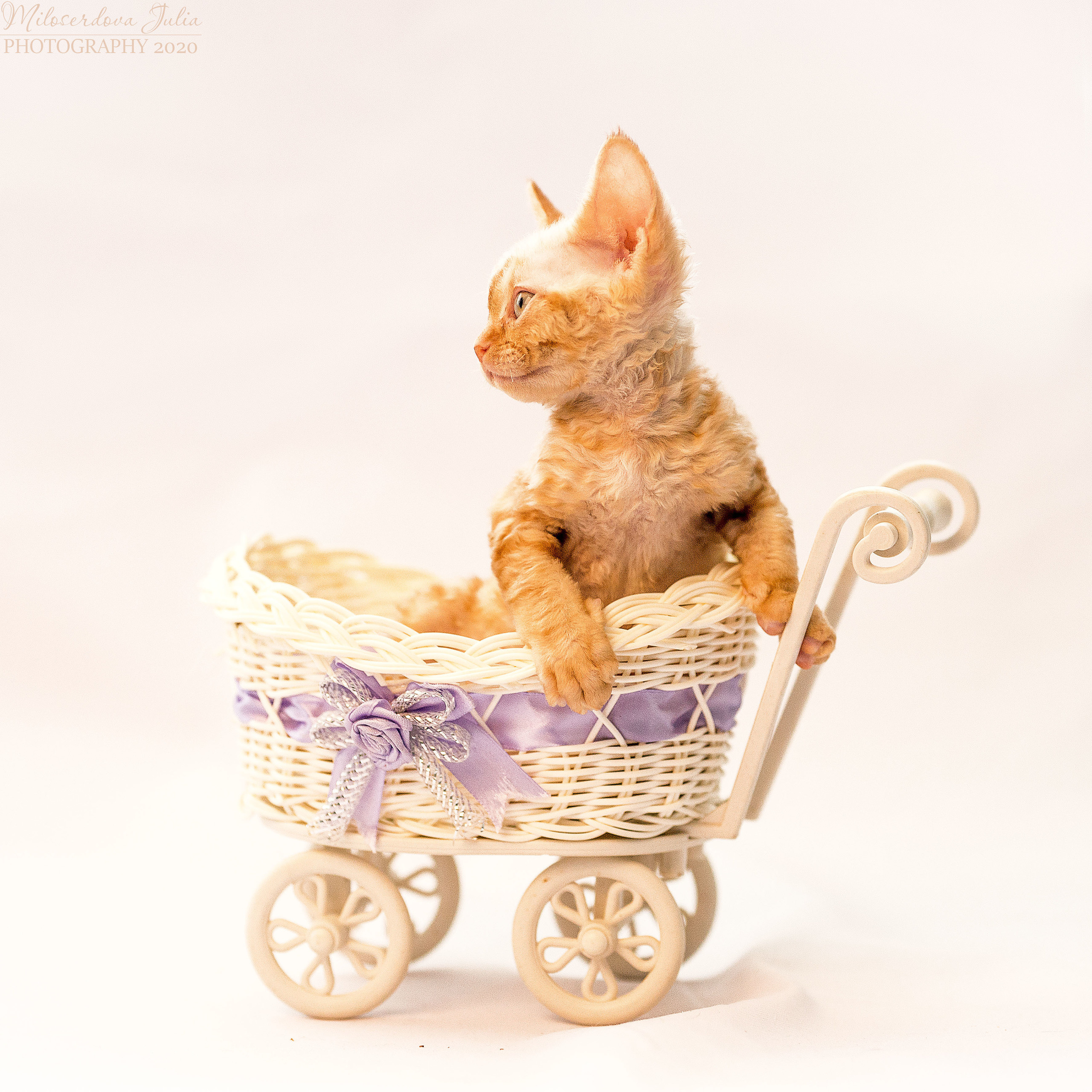 Фотосъёмка домашних животных. Фотограф Юлия Милосердова