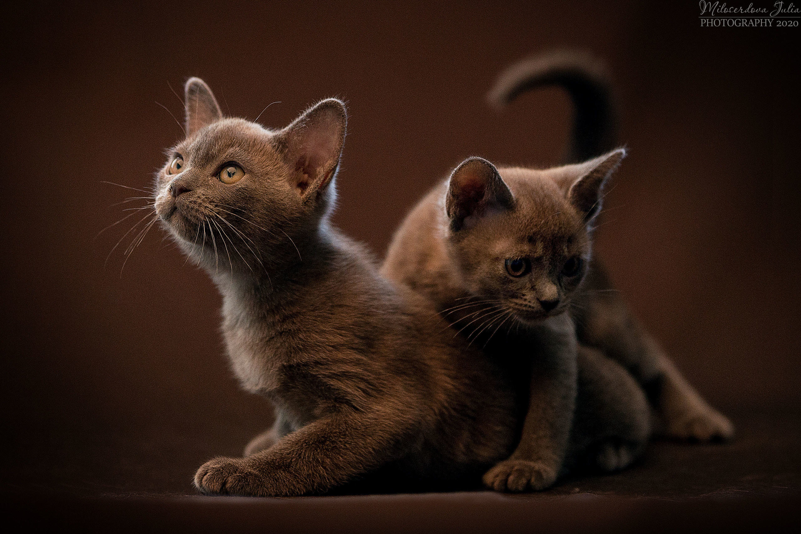 Фотосъёмка домашних животных. Фотограф Юлия Милосердова