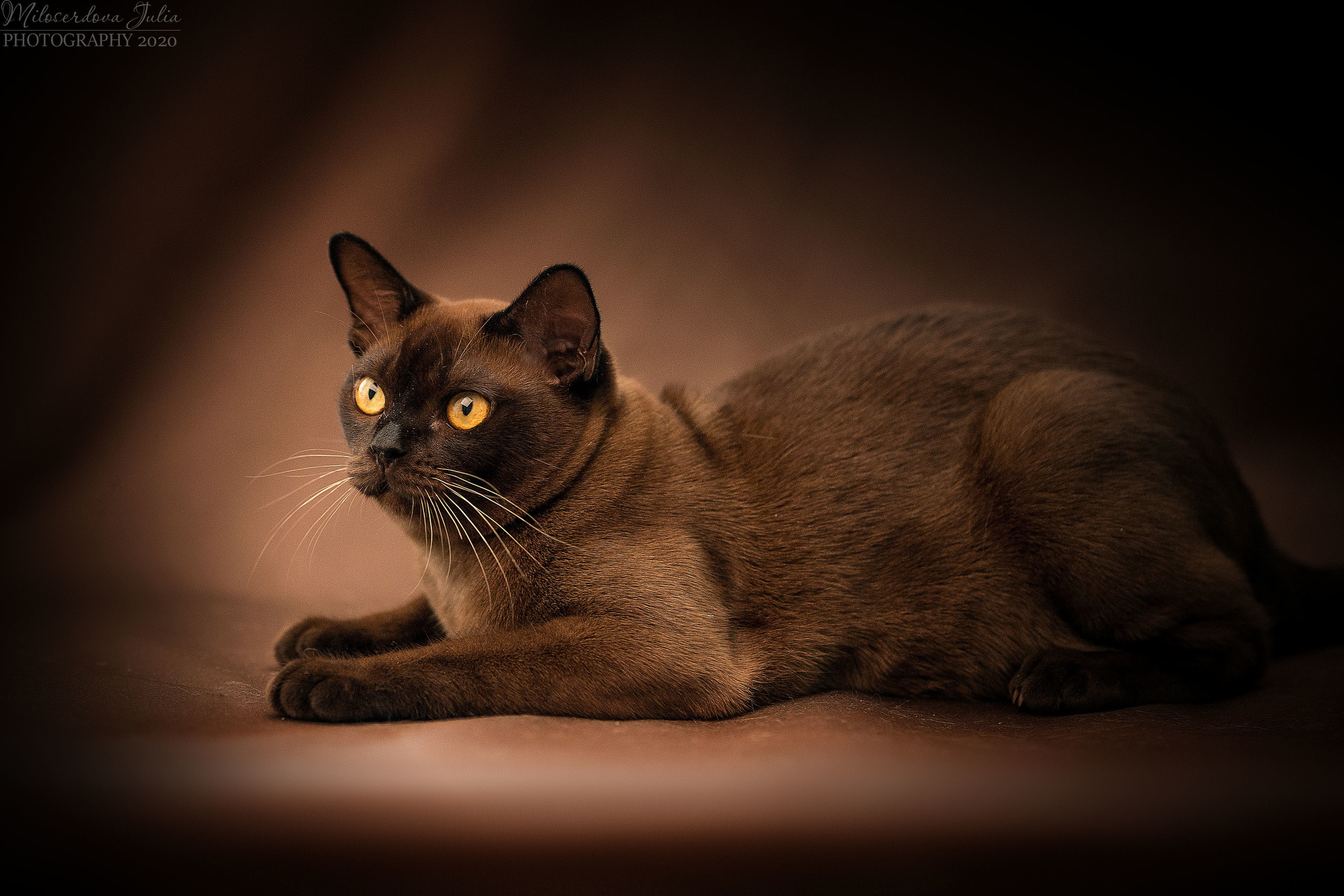 Фотосъёмка домашних животных. Фотограф Юлия Милосердова