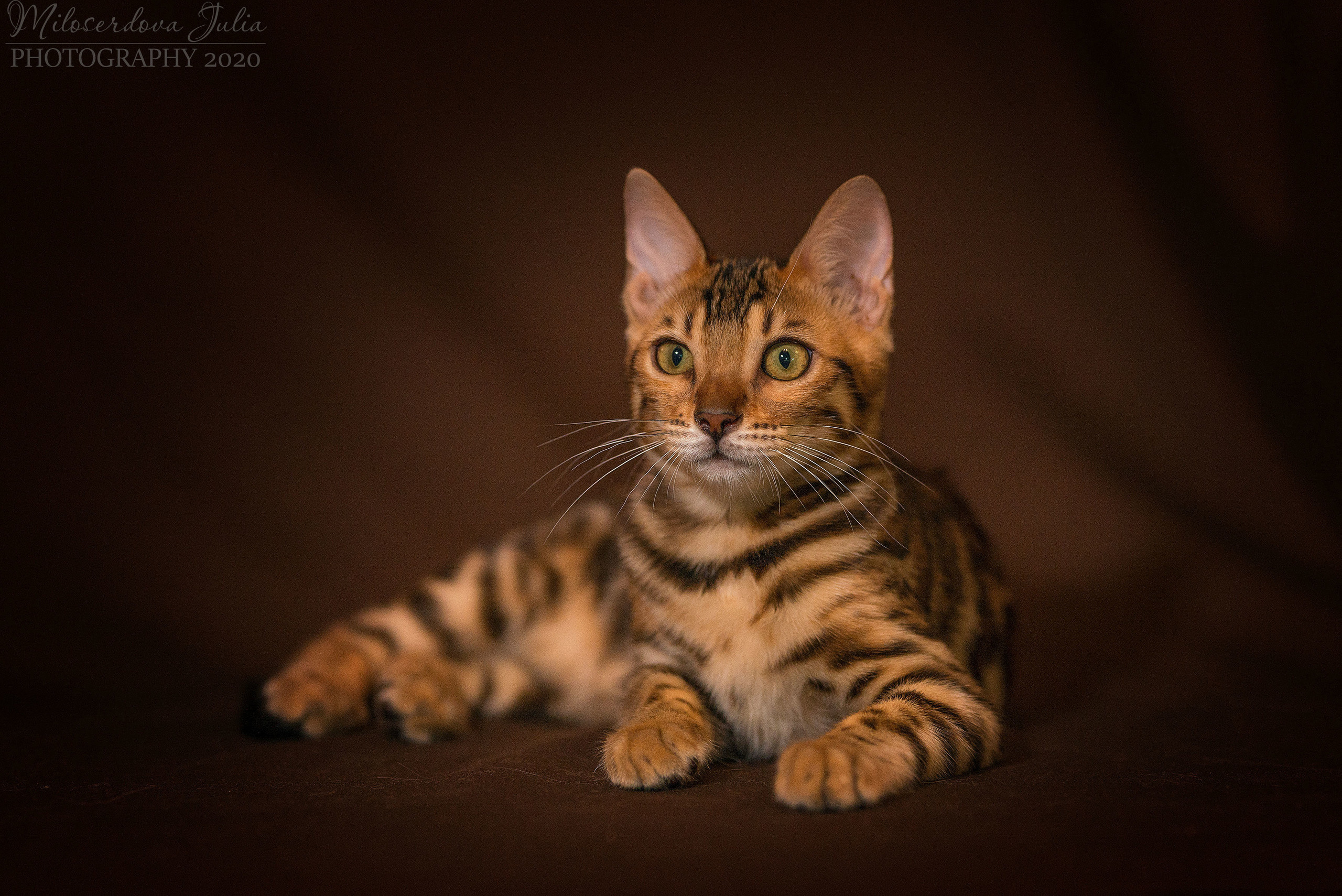 Фотосъёмка домашних животных. Фотограф Юлия Милосердова