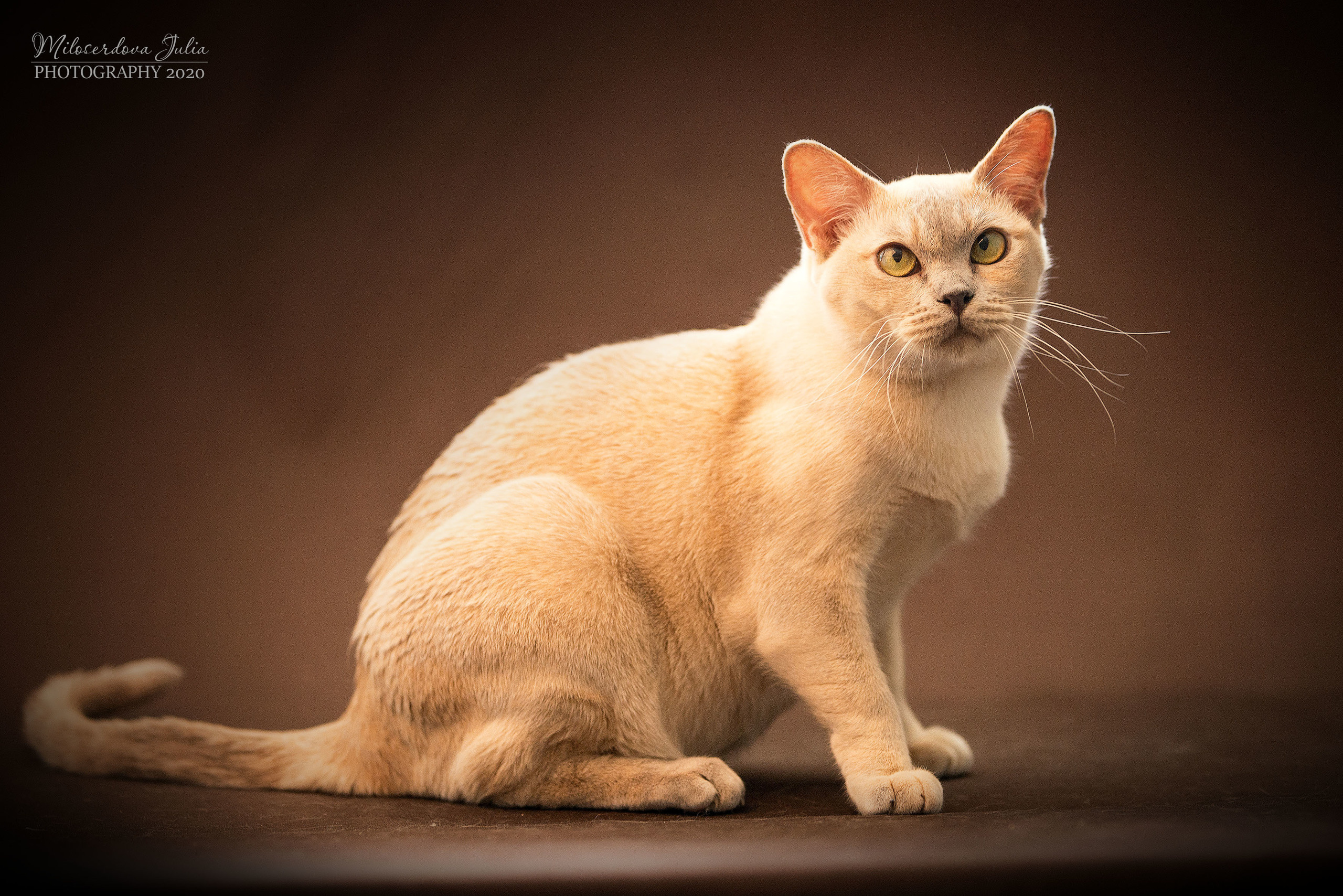 Фотосъёмка домашних животных. Фотограф Юлия Милосердова