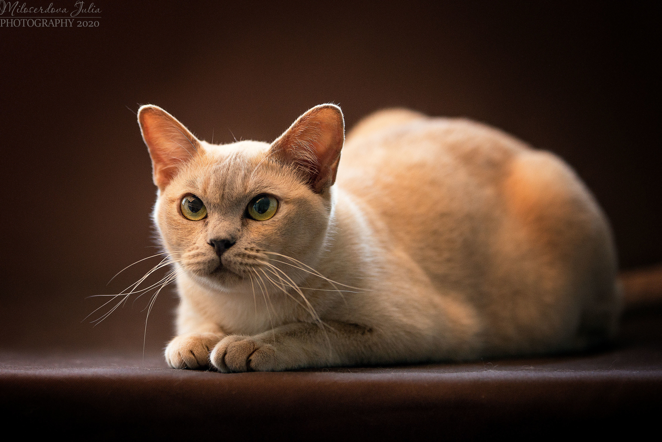 Фотосъёмка домашних животных. Фотограф Юлия Милосердова