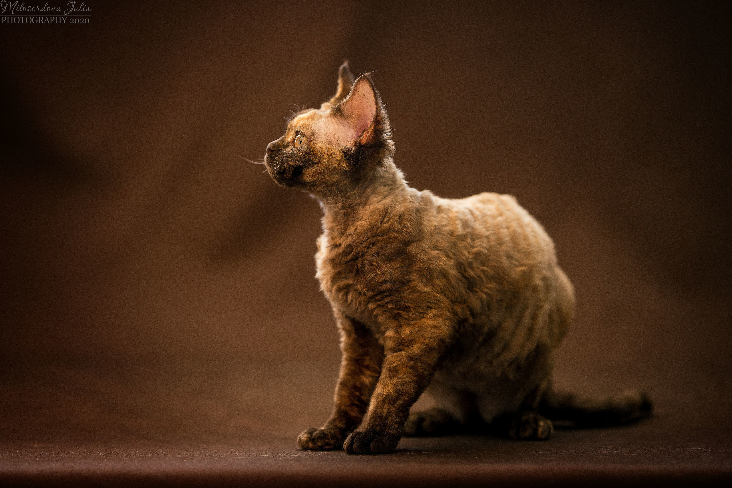 Фотосъёмка домашних животных. Фотограф Юлия Милосердова