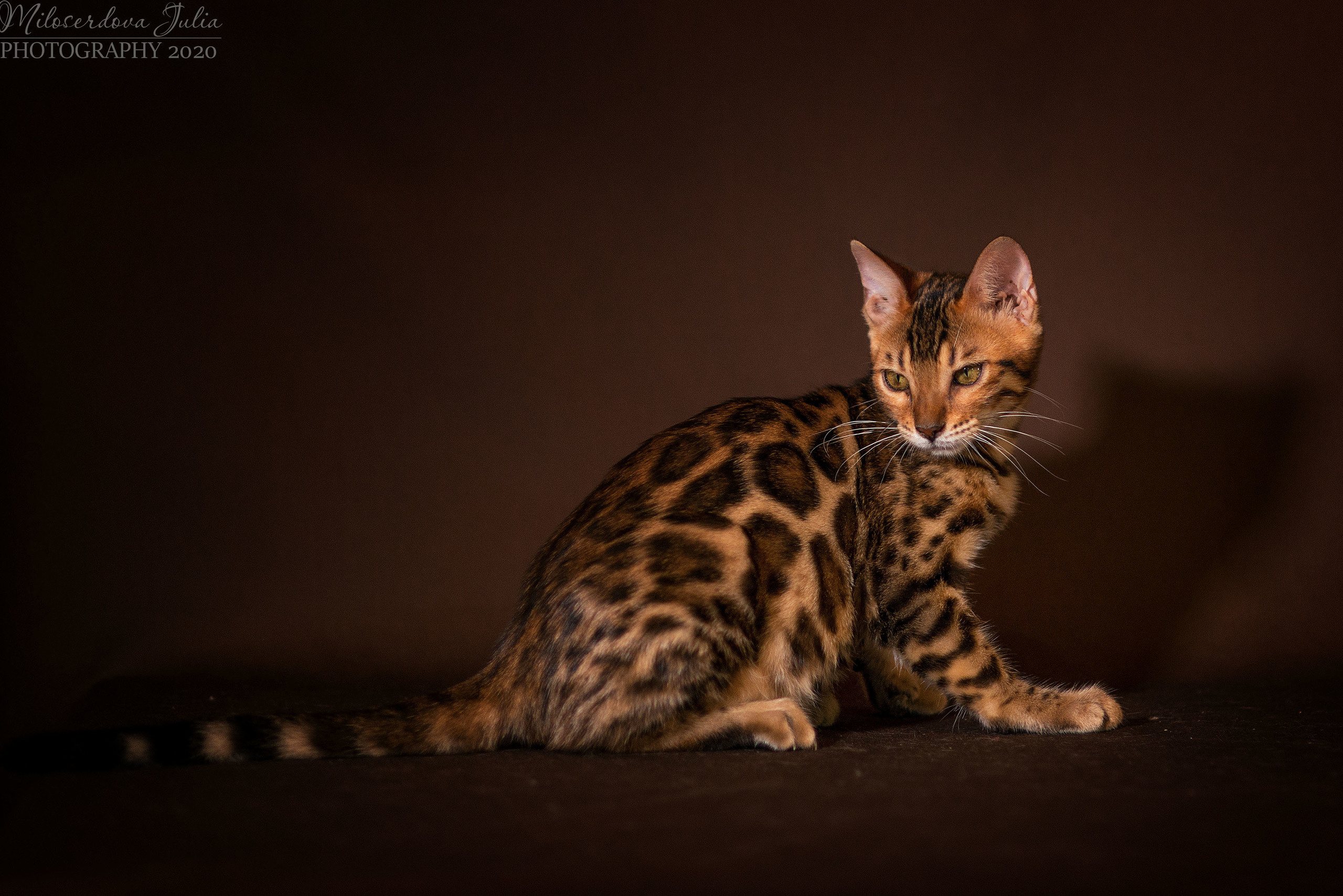 Фотосъёмка домашних животных. Фотограф Юлия Милосердова