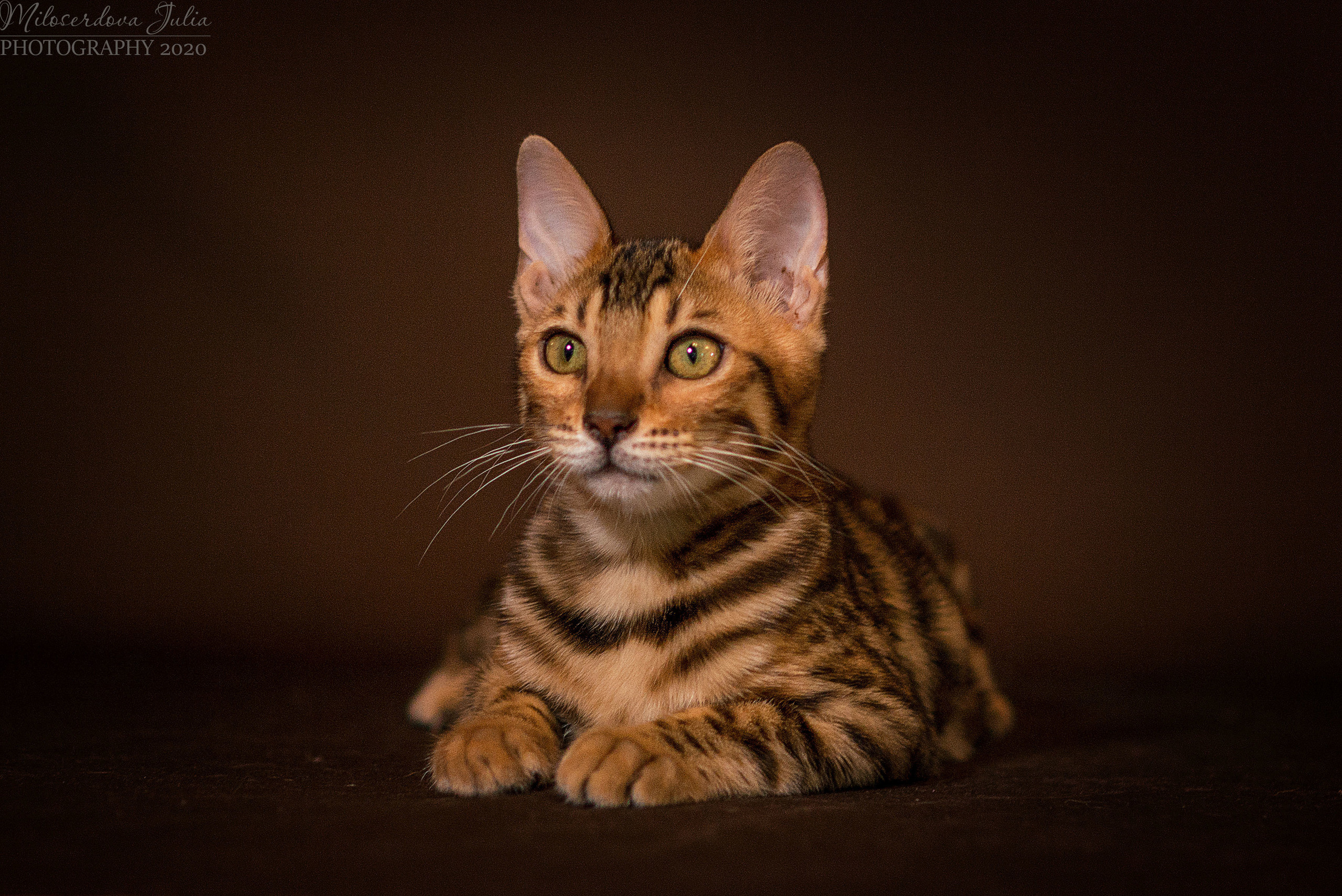 Фотосъёмка домашних животных. Фотограф Юлия Милосердова